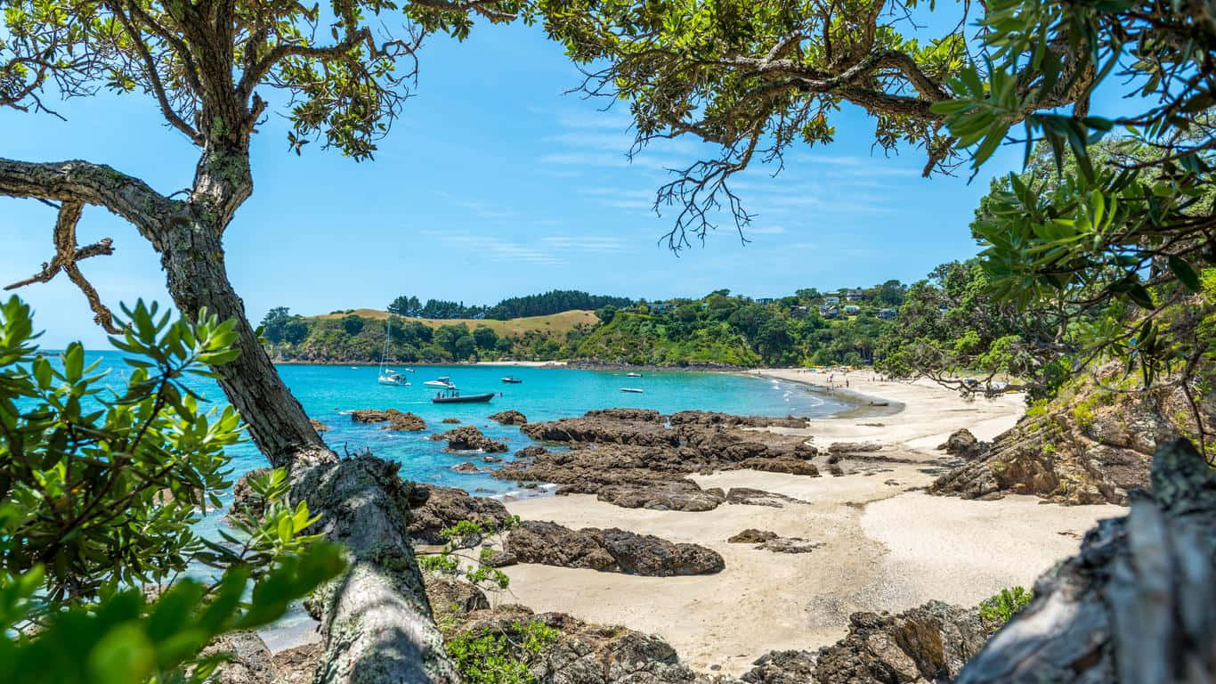 Waiheke Island, turquoise bay, lush green trees, HD Desktop Wallpaper