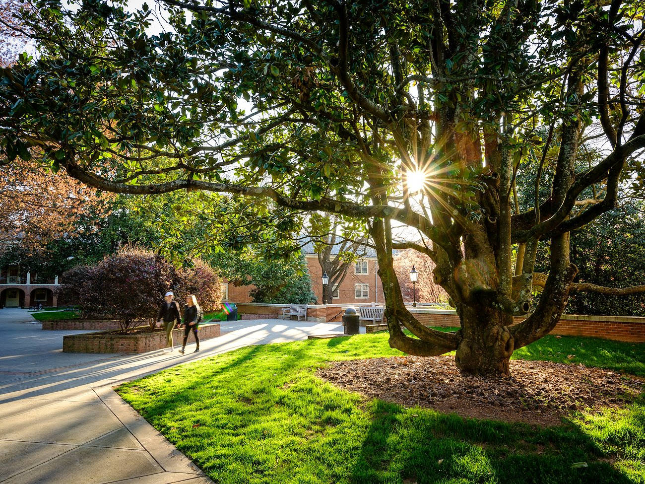 Wake Forest University, campus walkway, massive tree, HD Desktop Wallpaper