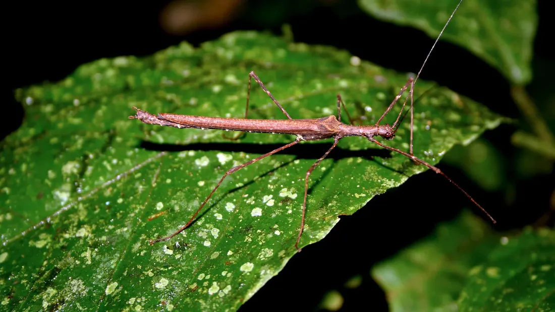 Walkingstick