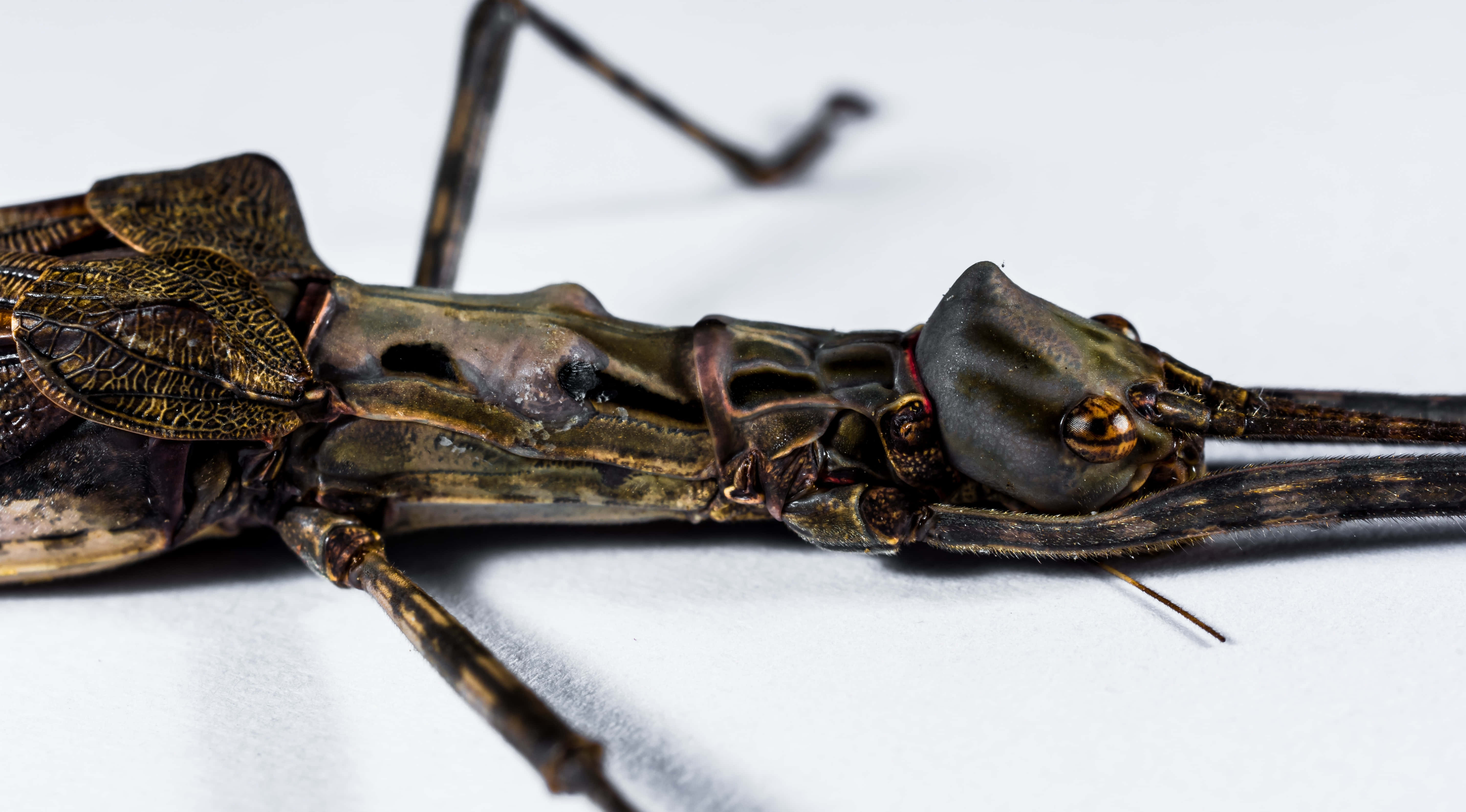 walkingstick insect, leaf-mimicking, close-up, 5K Desktop Wallpaper