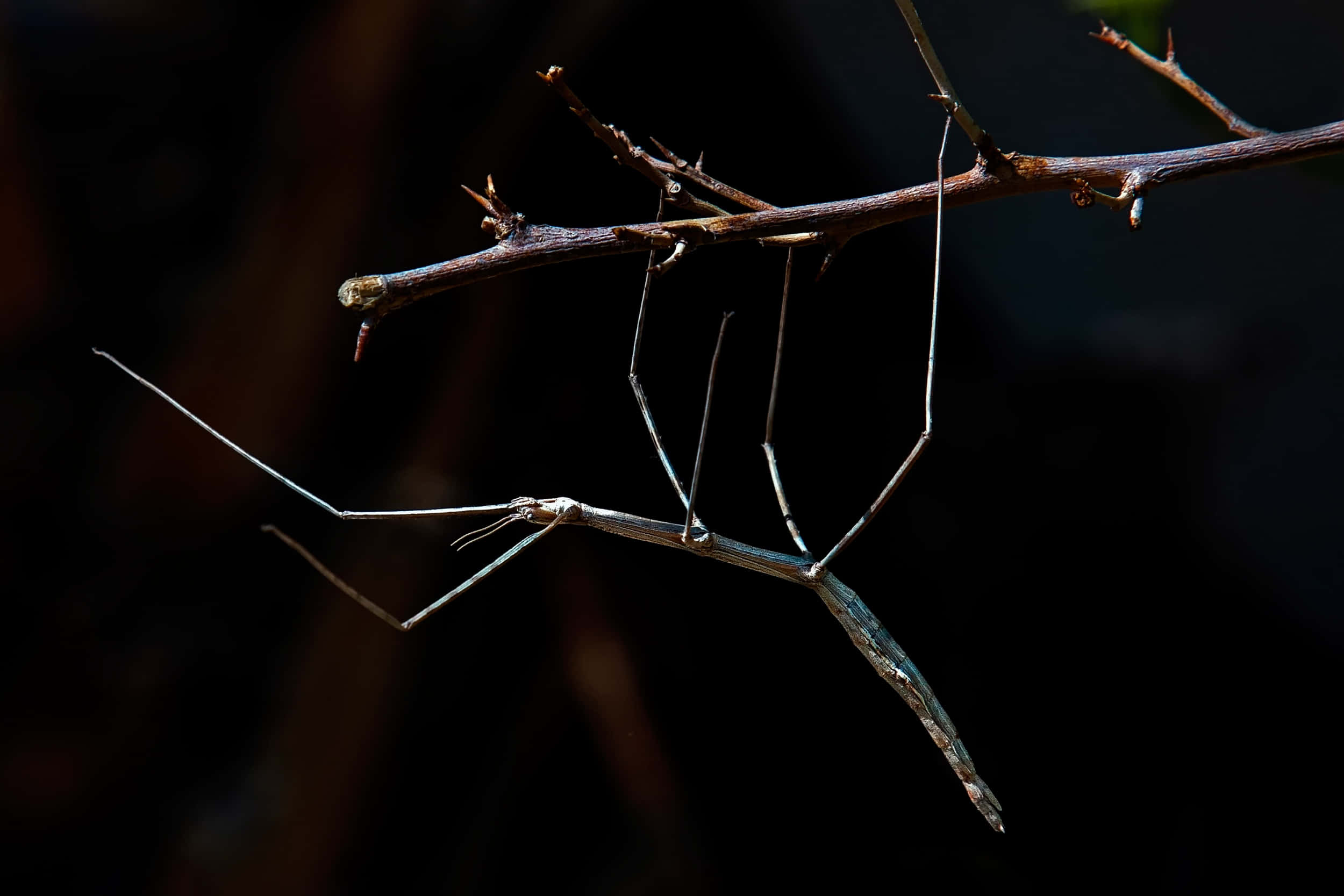 Walkingstick, insect, camouflage, Full HD Desktop Wallpaper