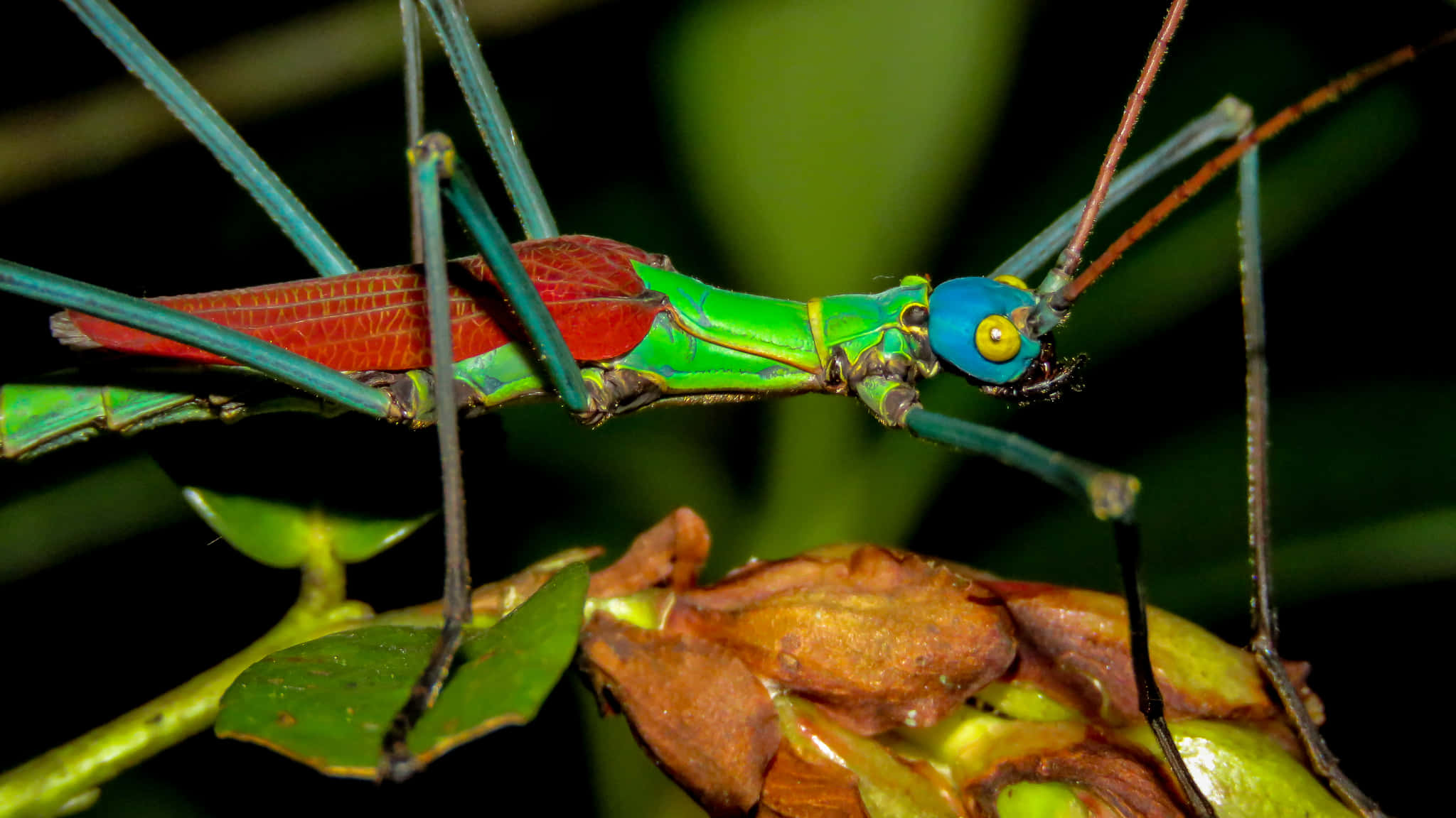 colorful walkingstick insect, blue head, red wings, Full HD Desktop Wallpaper