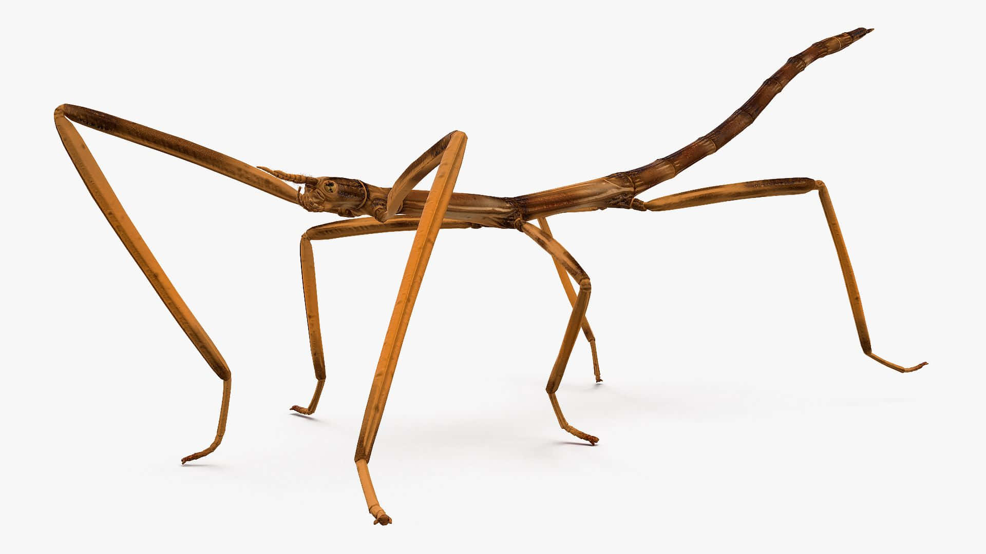 Walkingstick, brown, elongated limbs, Full HD Desktop Wallpaper