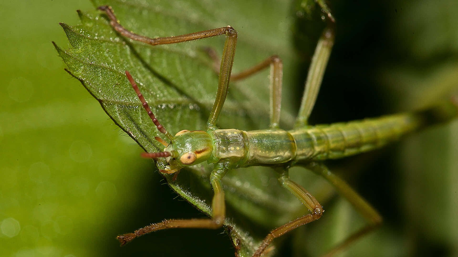 green walkingstick, leaf, dew-kissed leaf, Full HD Desktop Wallpaper