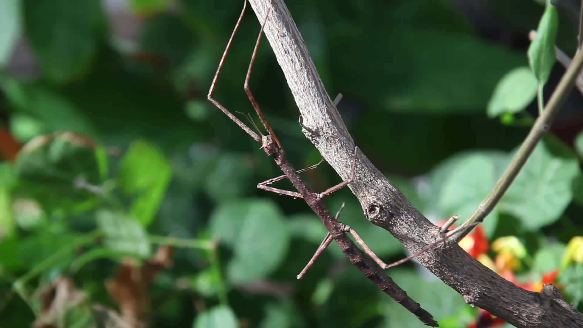 Walkingstick, brown stick insect, textured tree branch, Full HD Desktop Wallpaper