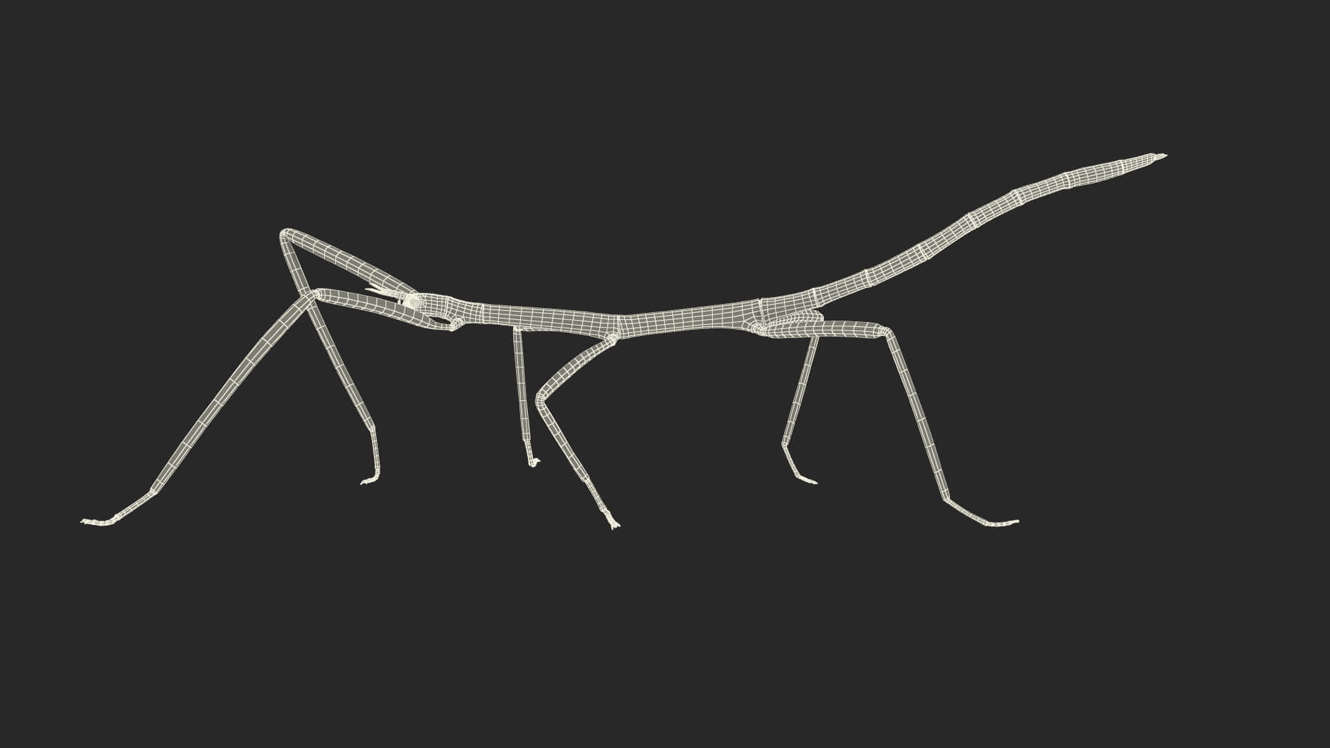 wireframe, walkingstick, stick insect, Full HD Desktop Wallpaper