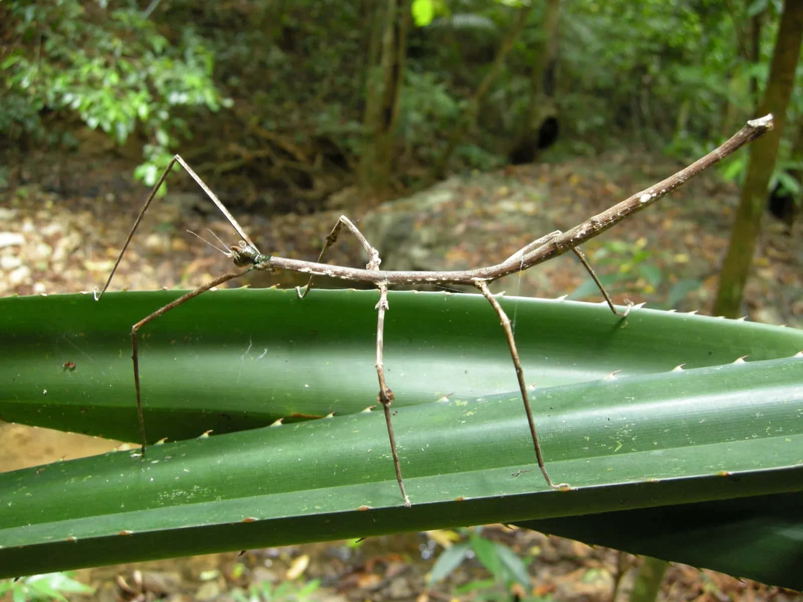 walkingstick, insect, brown, HD Desktop Wallpaper
