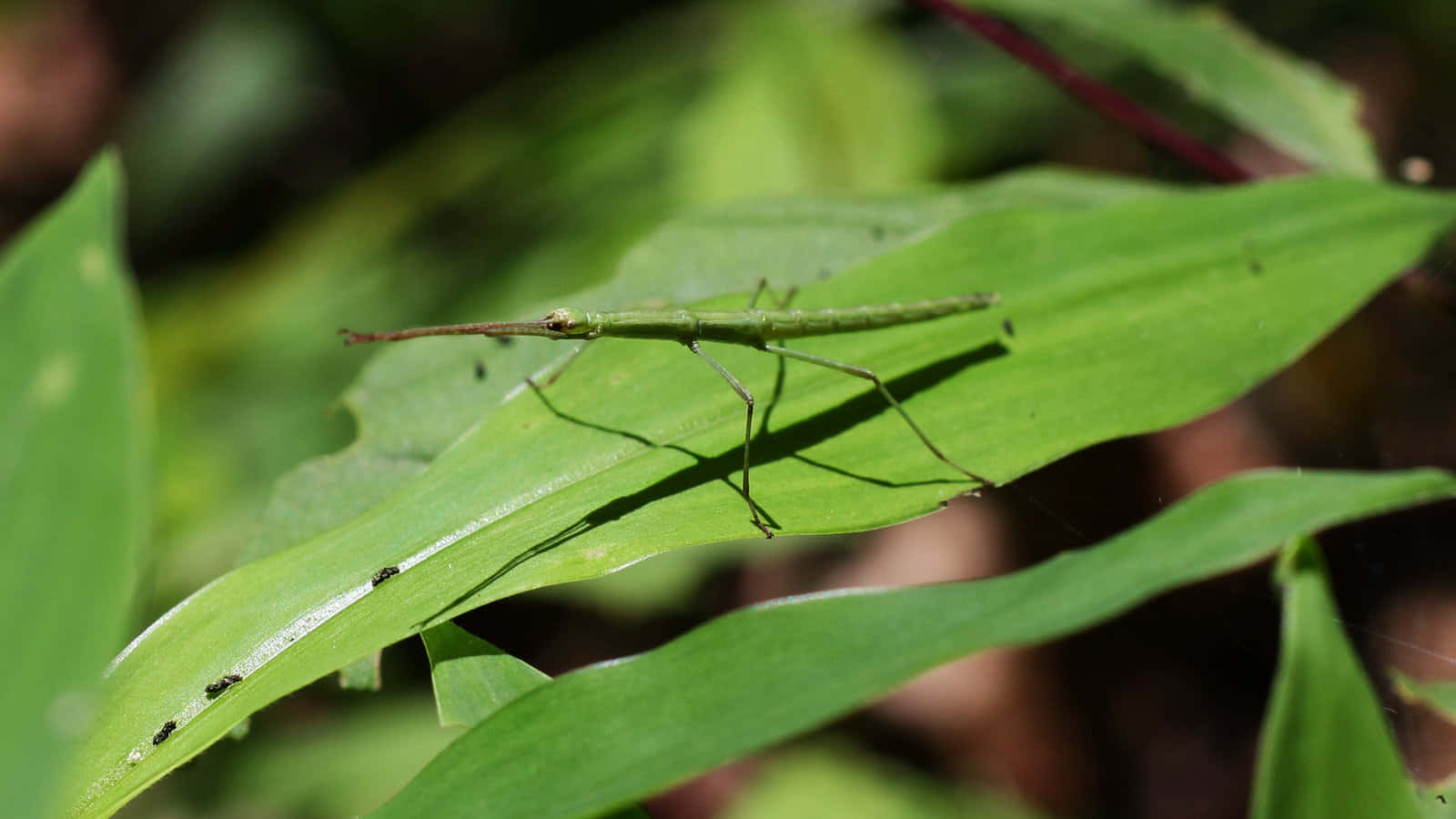 Walkingstick, green stick insect, broad leaf, HD Desktop Wallpaper