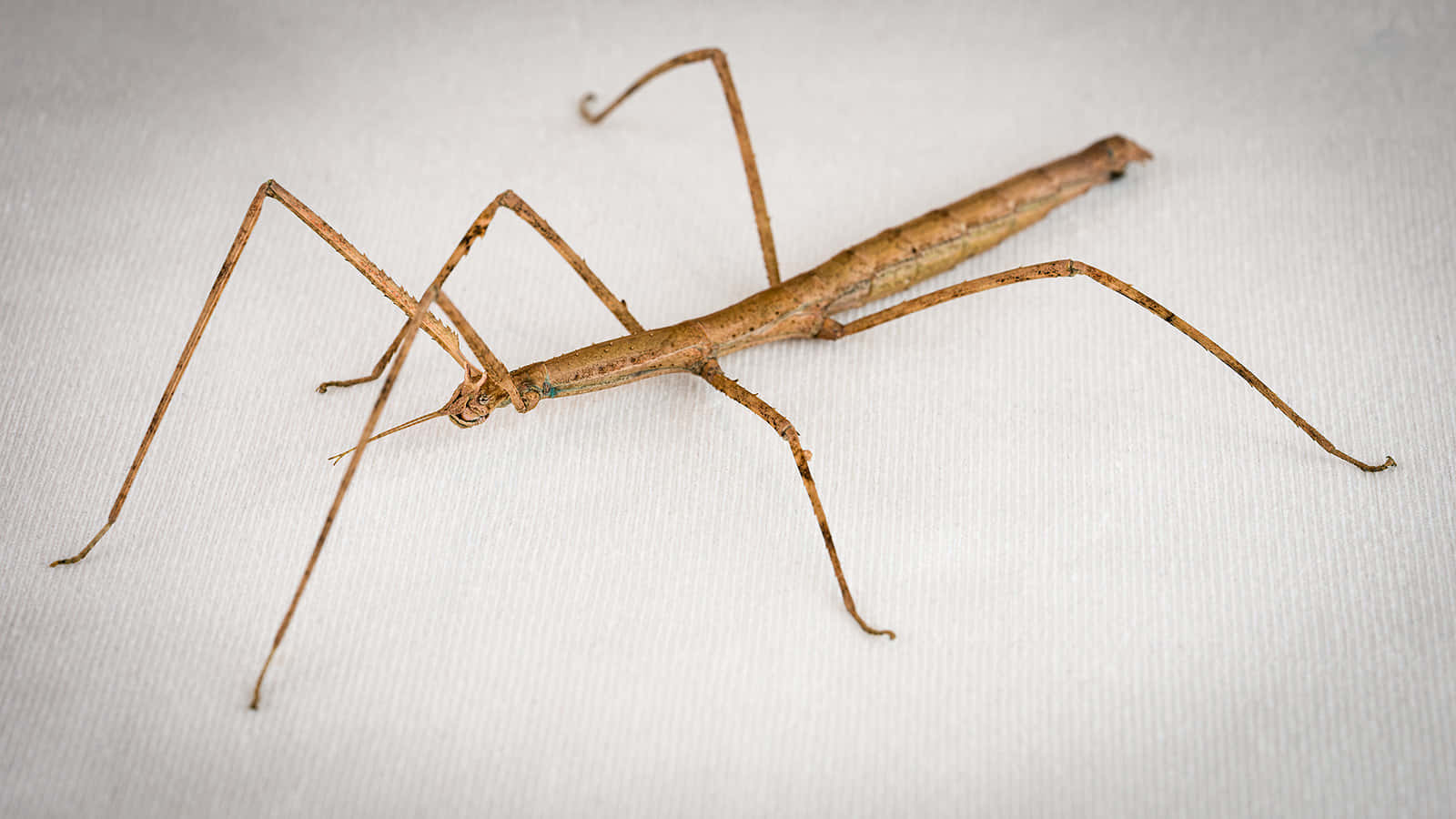 walkingstick, insect, brown, HD Desktop Wallpaper