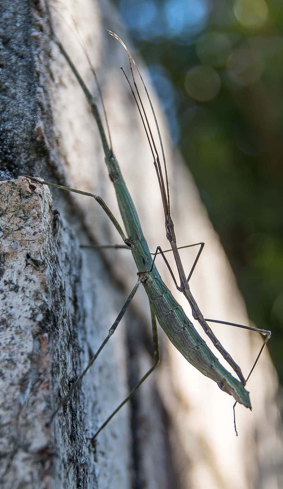 walkingstick, green stick insect, textured tree trunk, HD Phone Wallpaper