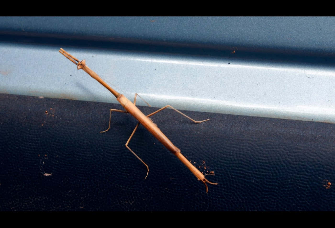 Walkingstick, car bumper, slender brown stick insect, HD Desktop Wallpaper