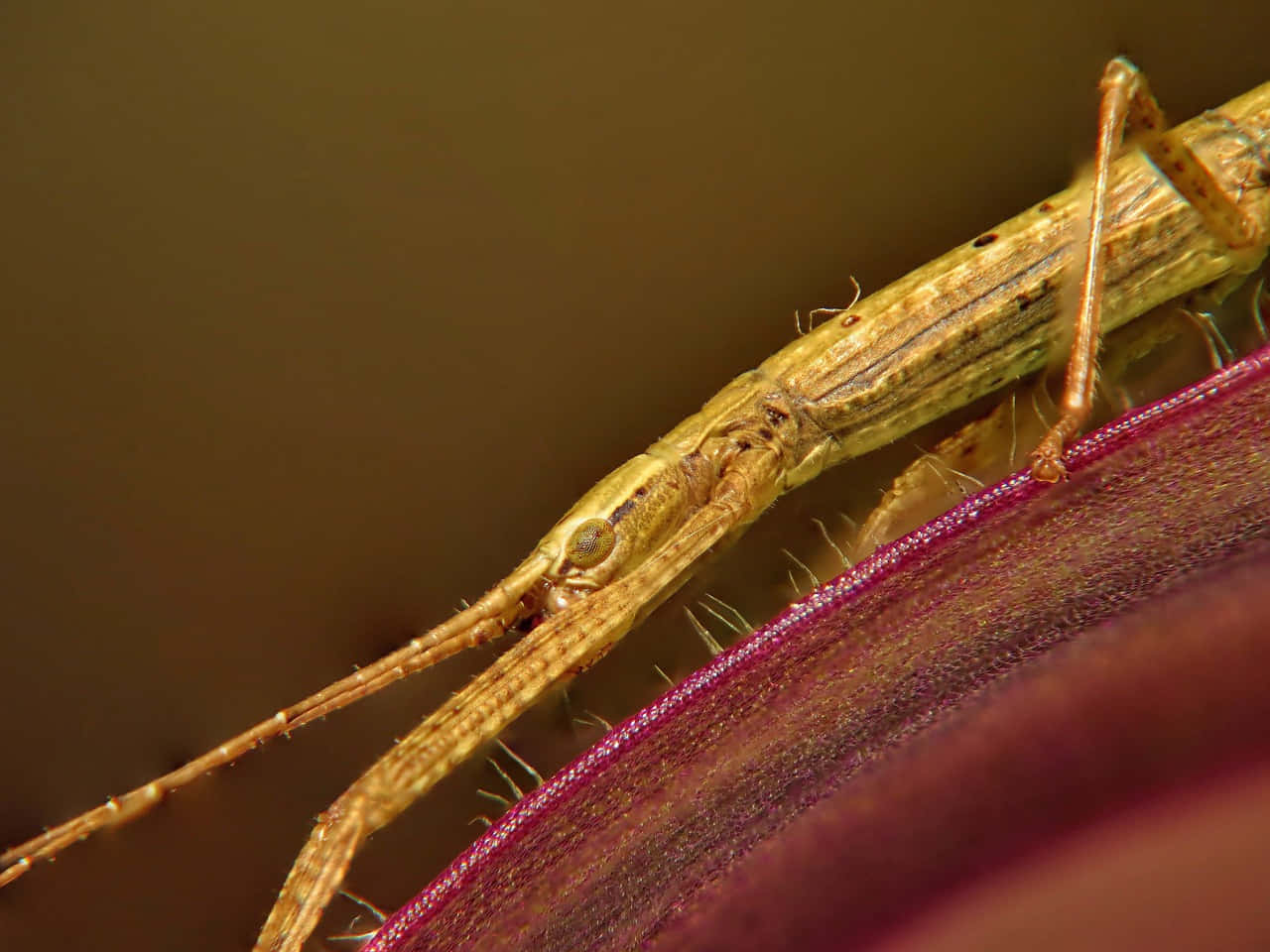 Walkingstick, brown, fuzzy purple leaf, HD Desktop Wallpaper