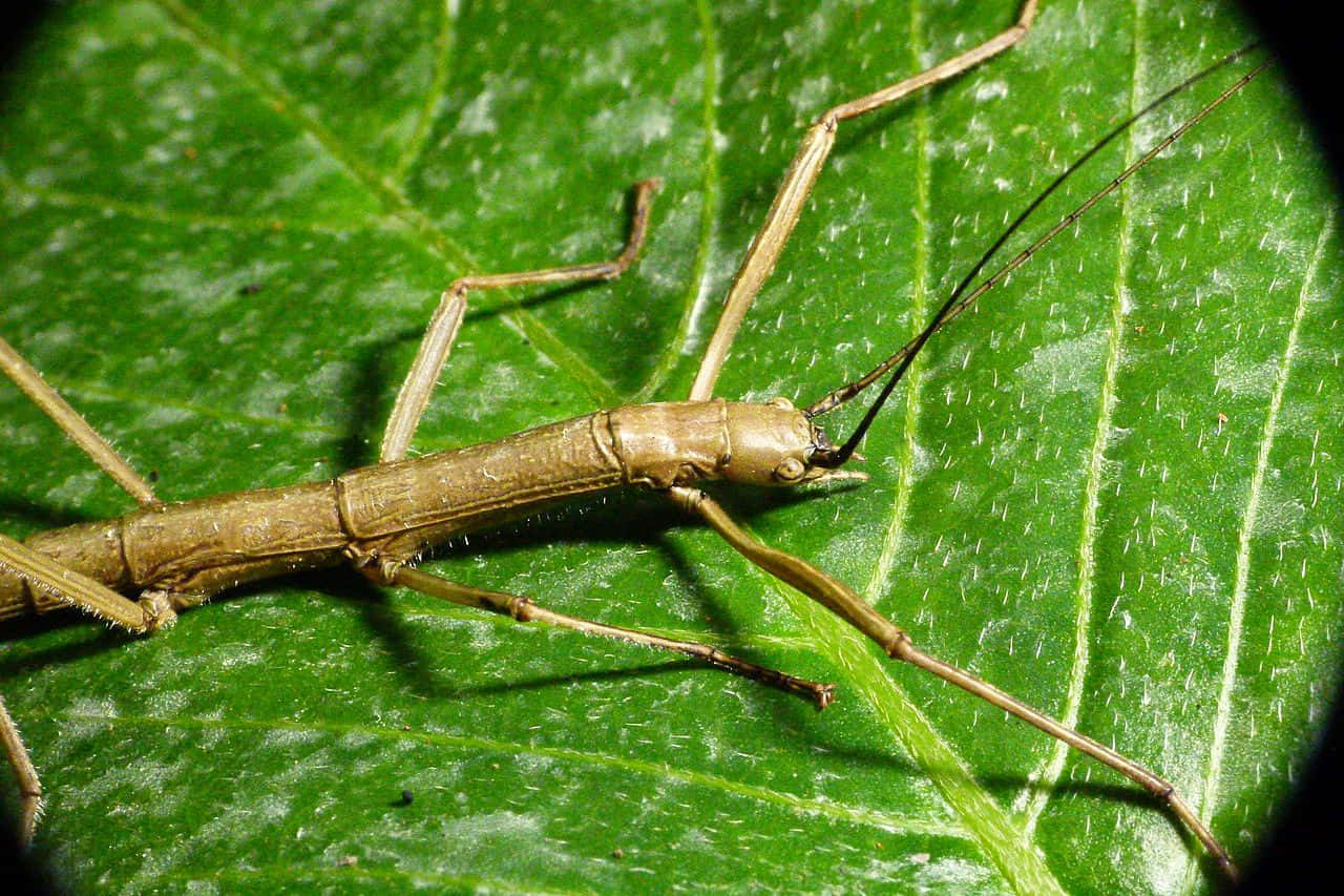 Walkingstick, insecton leaf, brown, HD Desktop Wallpaper