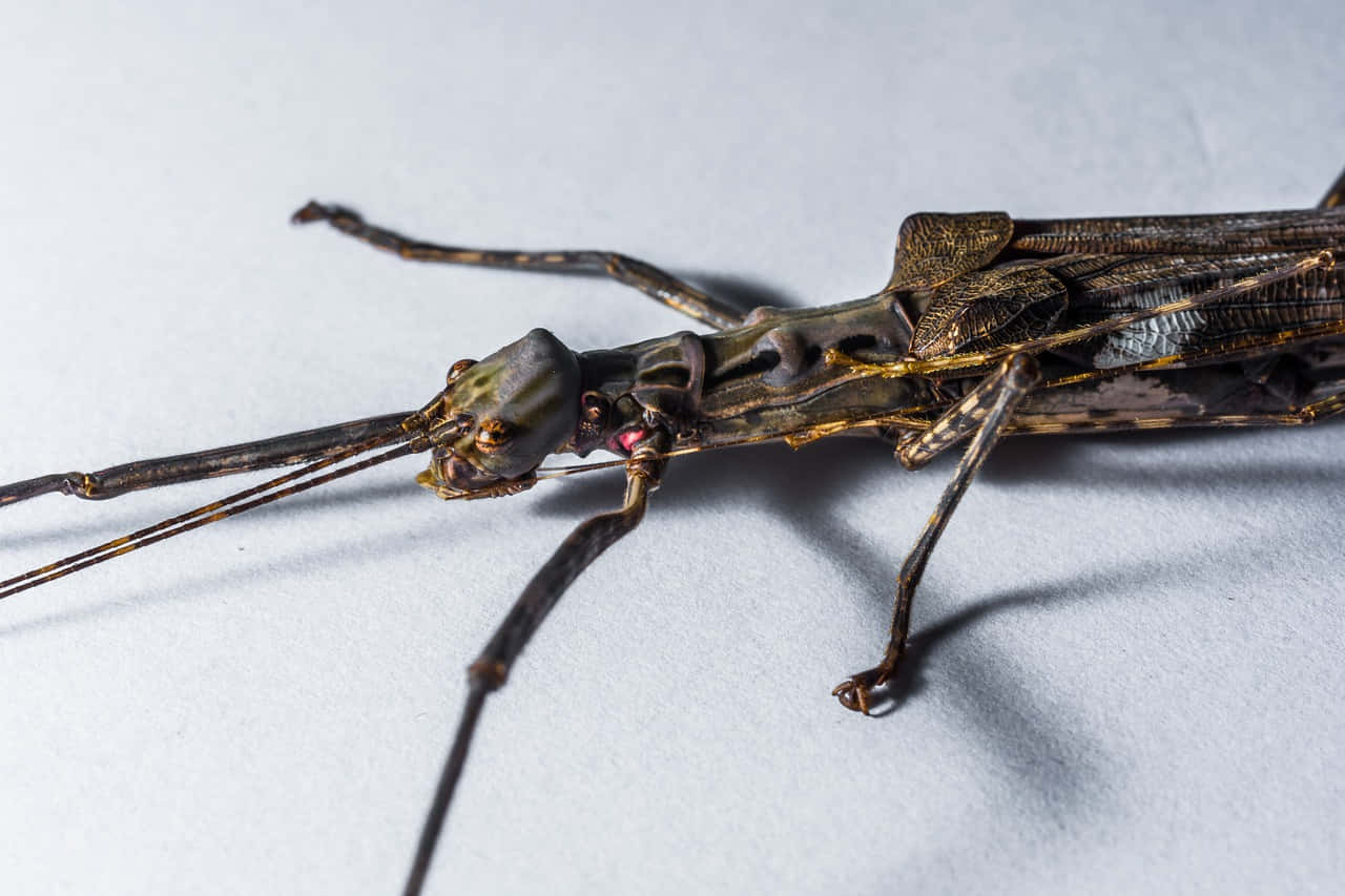 Walkingstick, brown and gold stick insect, long antennae, HD Desktop Wallpaper