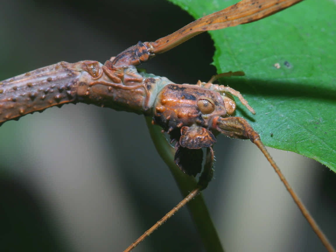 Walkingstick, camouflage master, brown stick insect, SD Desktop Wallpaper