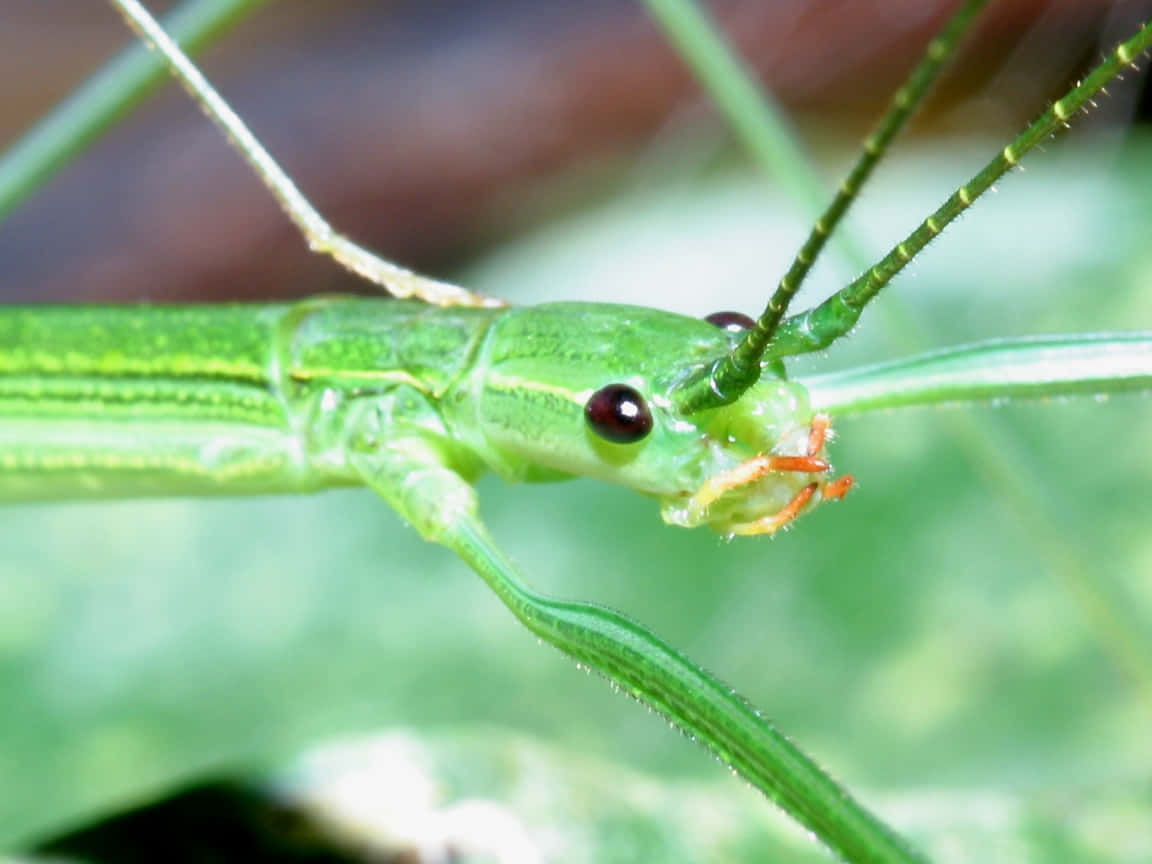 green walkingstick, vibrant green, long antennae, SD Desktop Wallpaper