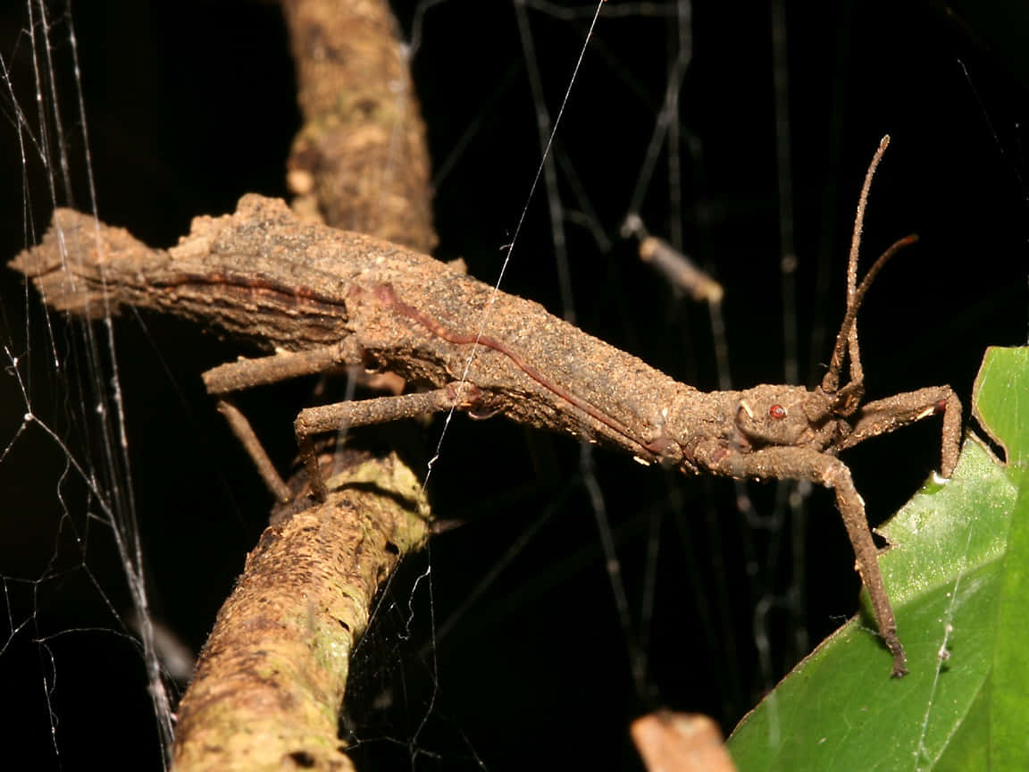 Walkingstick, camouflage, brown stick insect, SD Desktop Wallpaper