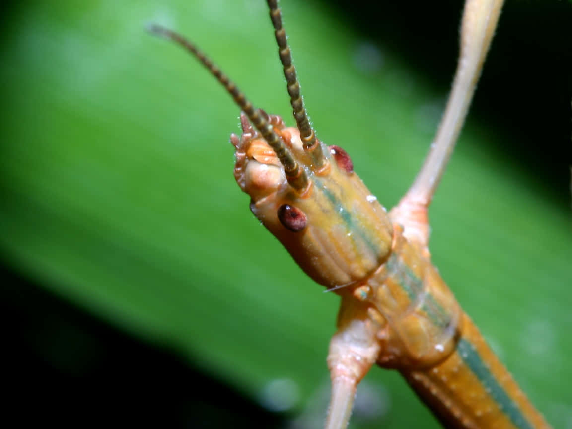 walkingstick insect, orange and green stripes, lush green leaf, SD Desktop Wallpaper