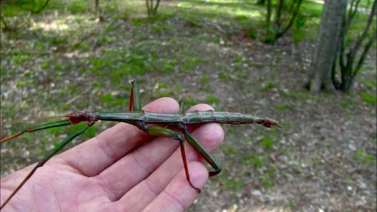 Walkingstick, green stick insect, open palm, HD Desktop Wallpaper