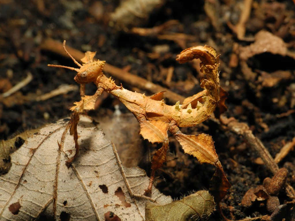 camouflaged walkingstick insect, phyllium leaf insect, dry leaf, SD Desktop Wallpaper