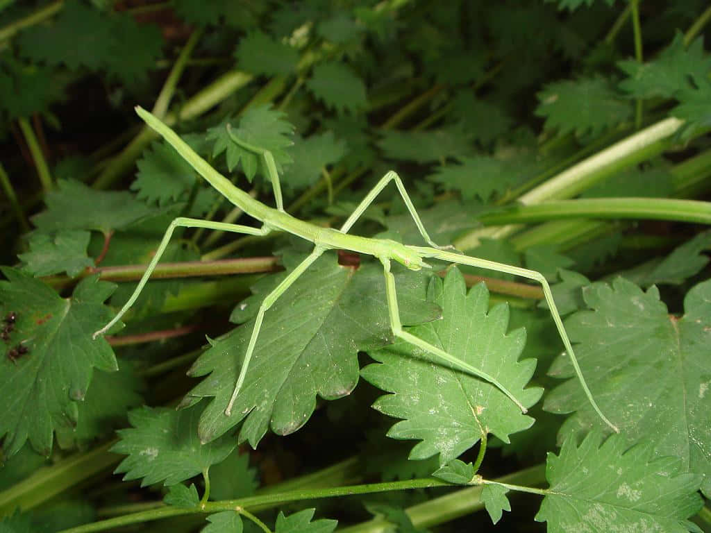 green walkingstick, leaves, lush garden, SD Desktop Wallpaper