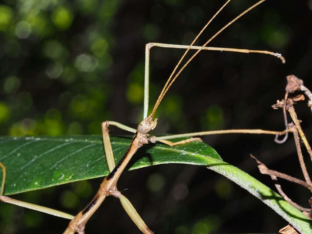 Walkingstick, insect, camouflage, SD Desktop Wallpaper