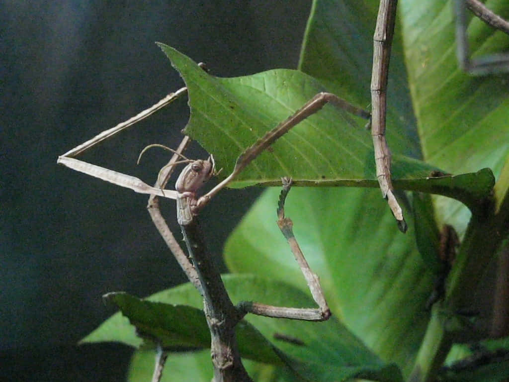 Walkingstick, camouflage master, brown stick insect, SD Desktop Wallpaper