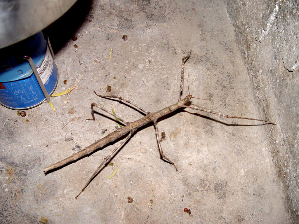 Walkingstick, insect, camouflage, SD Desktop Wallpaper