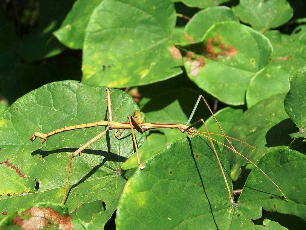 walkingstick, insect, camouflage, SD Desktop Wallpaper