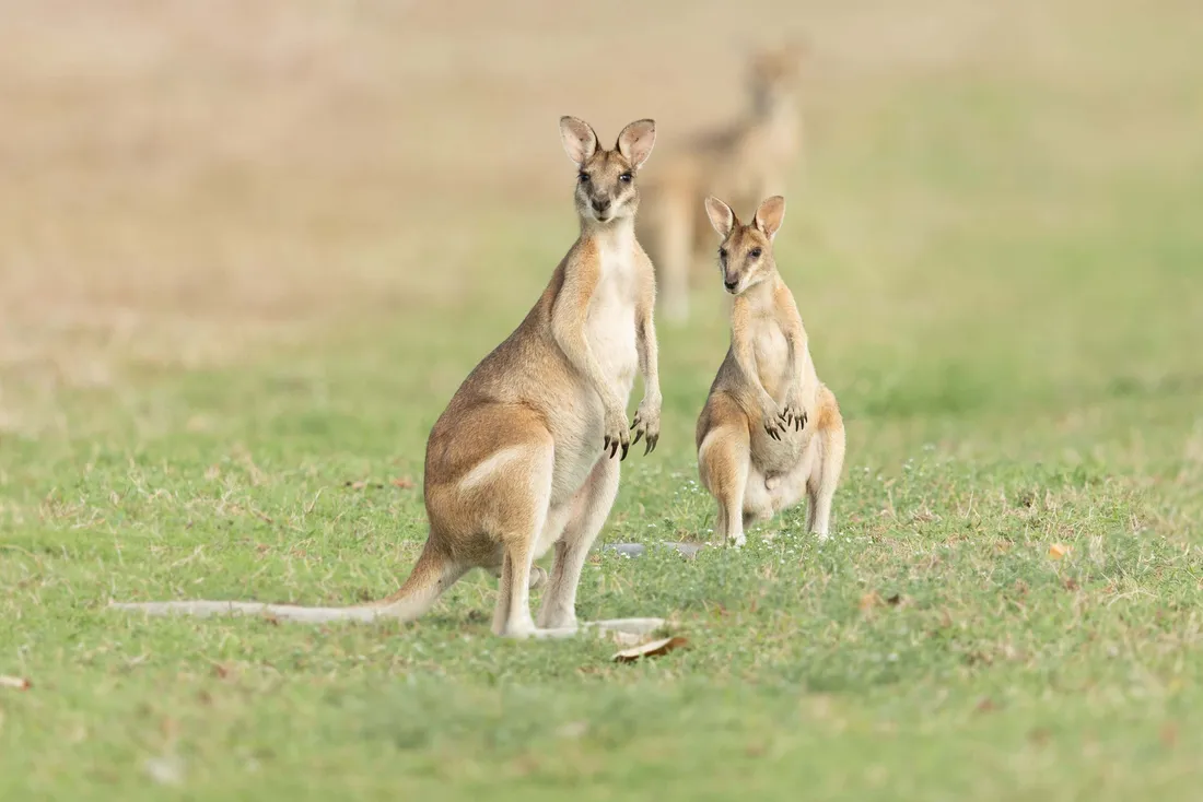 Wallaby