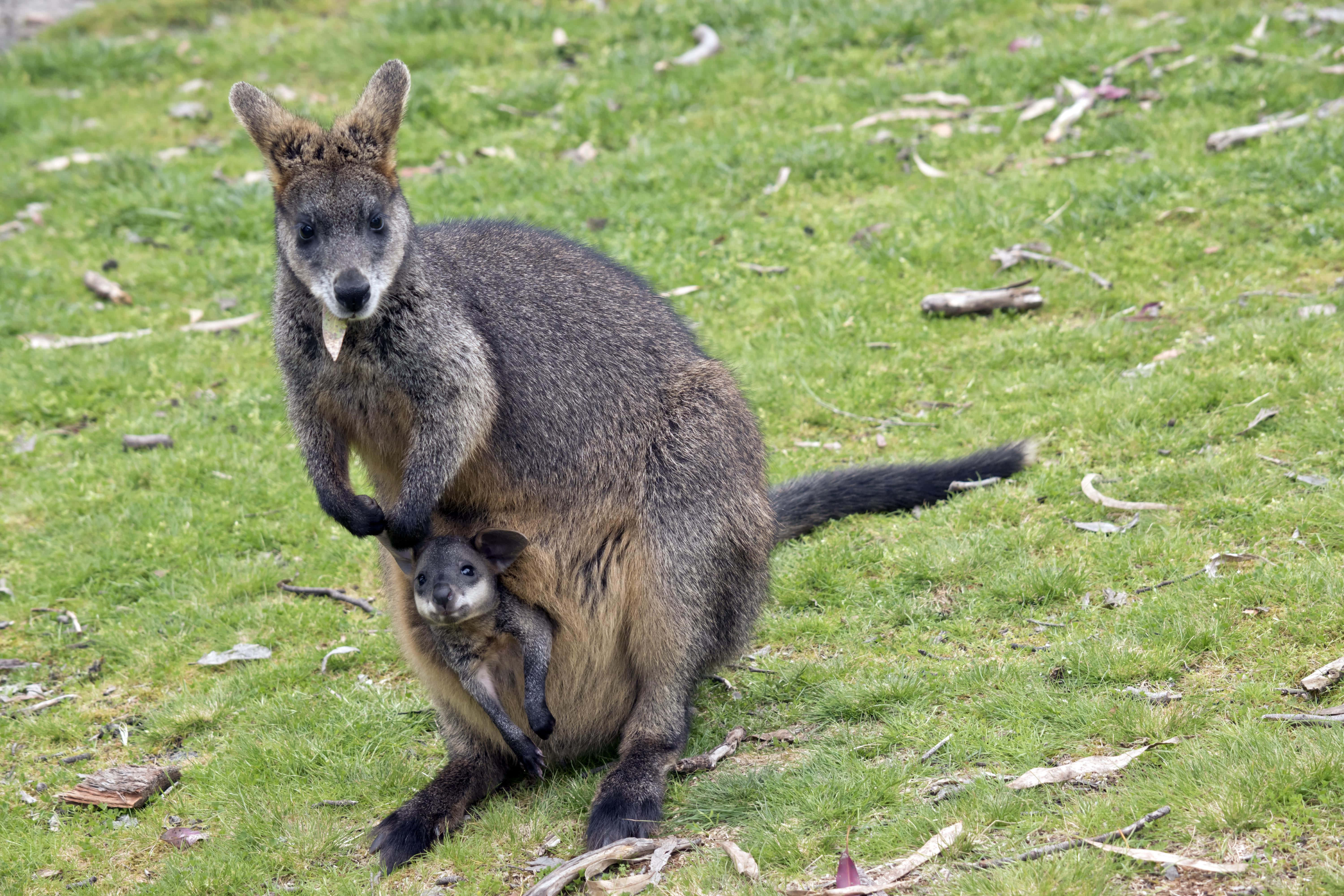wallaby, joey, pouch, 5K Desktop Wallpaper