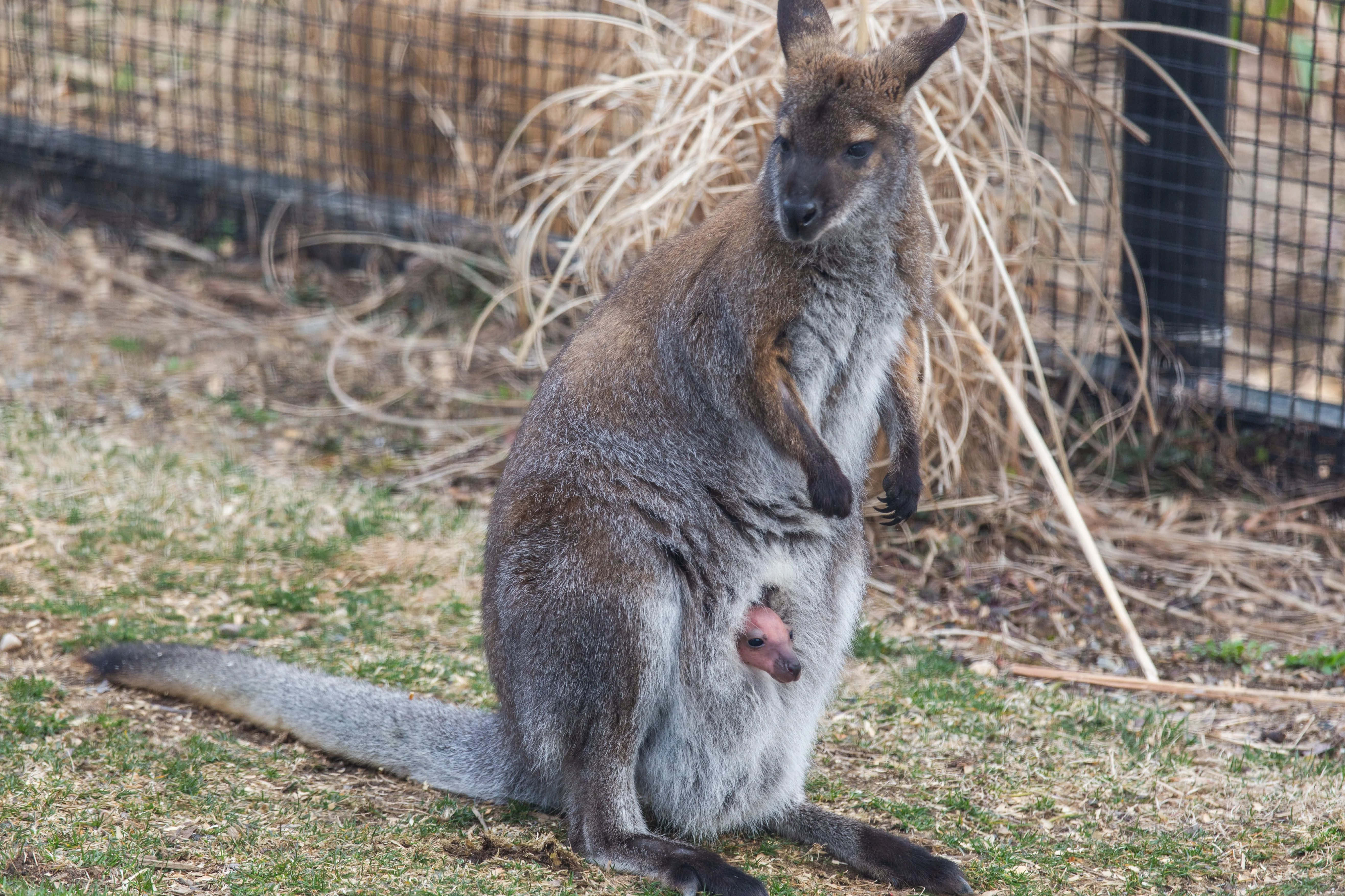 Wallaby, joey, pouch, 5K Desktop Wallpaper