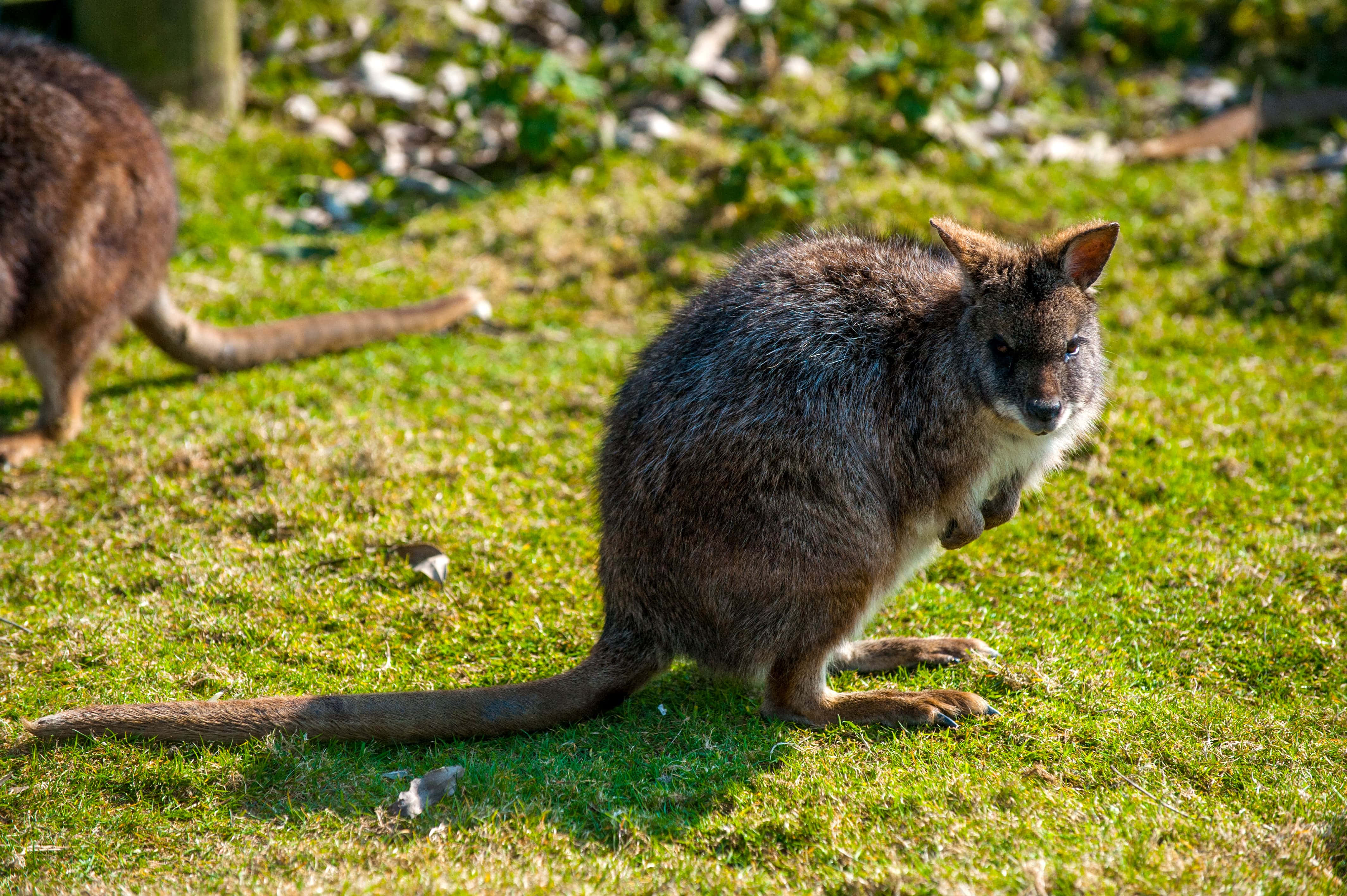 Wallaby, sunlight, brown kangaroo, 4K Desktop Wallpaper
