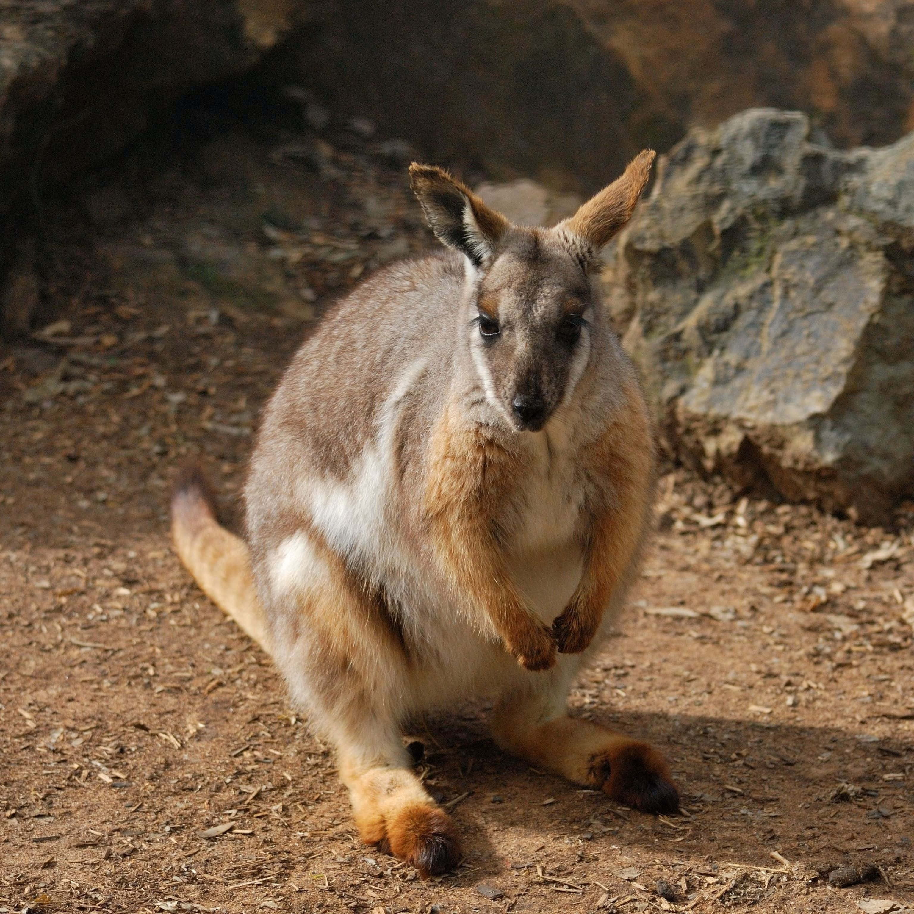 Wallaby, dusty ground, large rocks, 2K Desktop Wallpaper