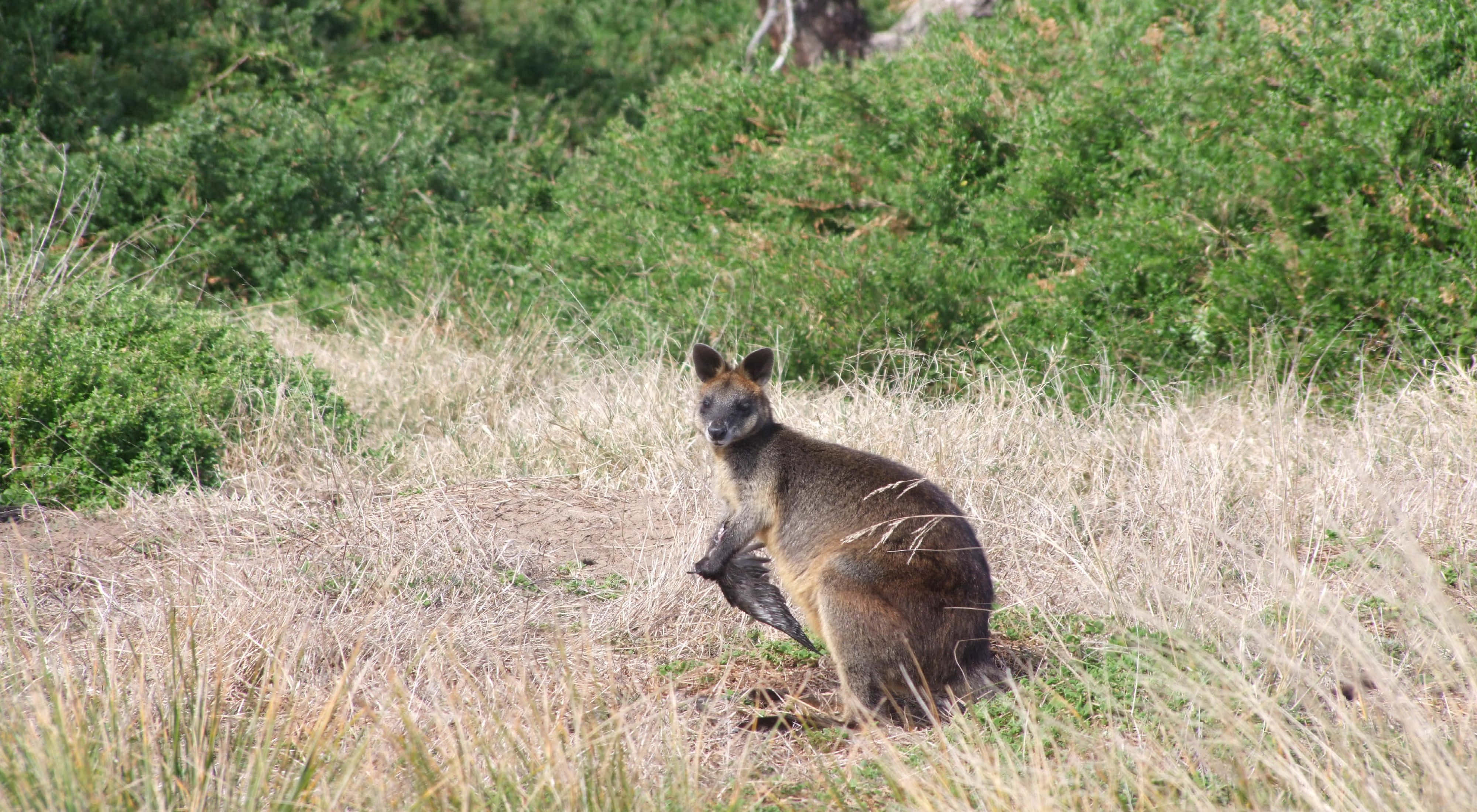 Wallaby, natural habitat, dry grass, 4K Desktop Wallpaper