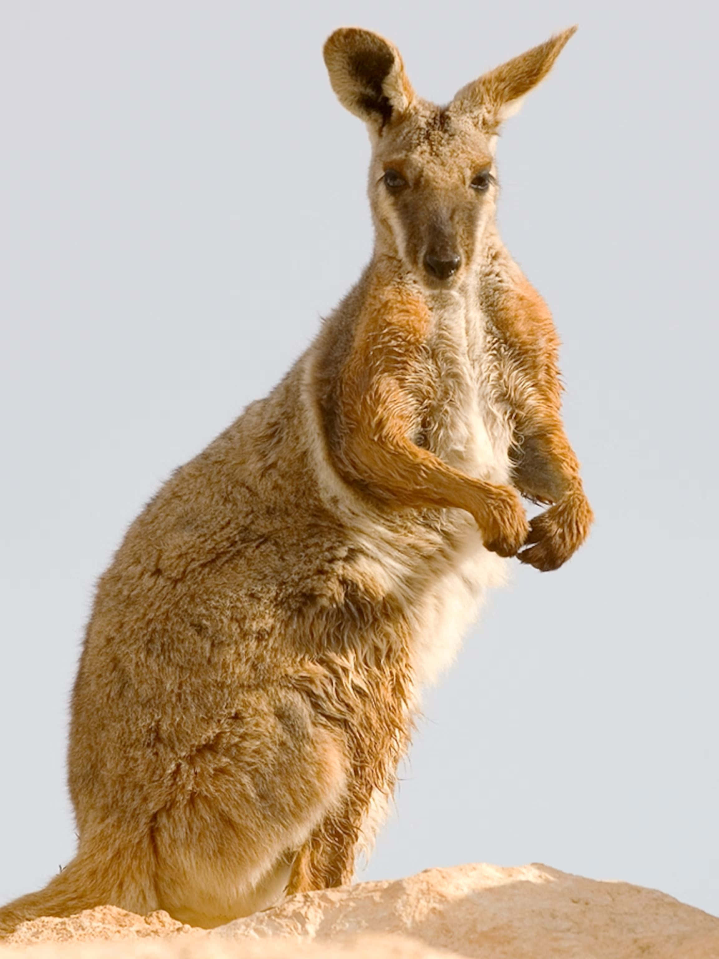 Wallaby, sunlit rock, pale sky, 2K Phone Wallpaper