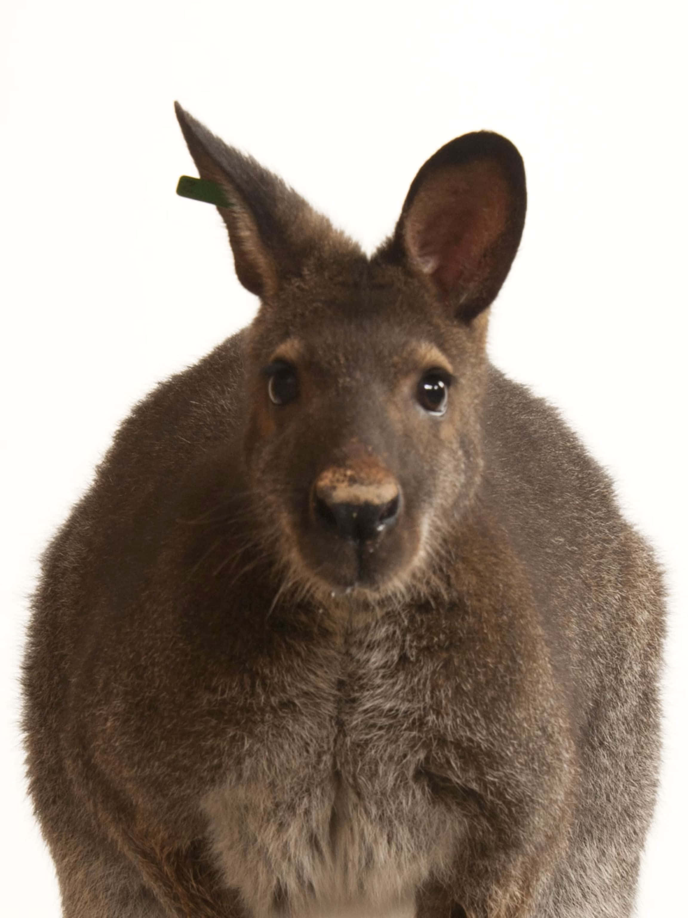 Wallaby, brown kangaroo, large ears, 2K Phone Wallpaper