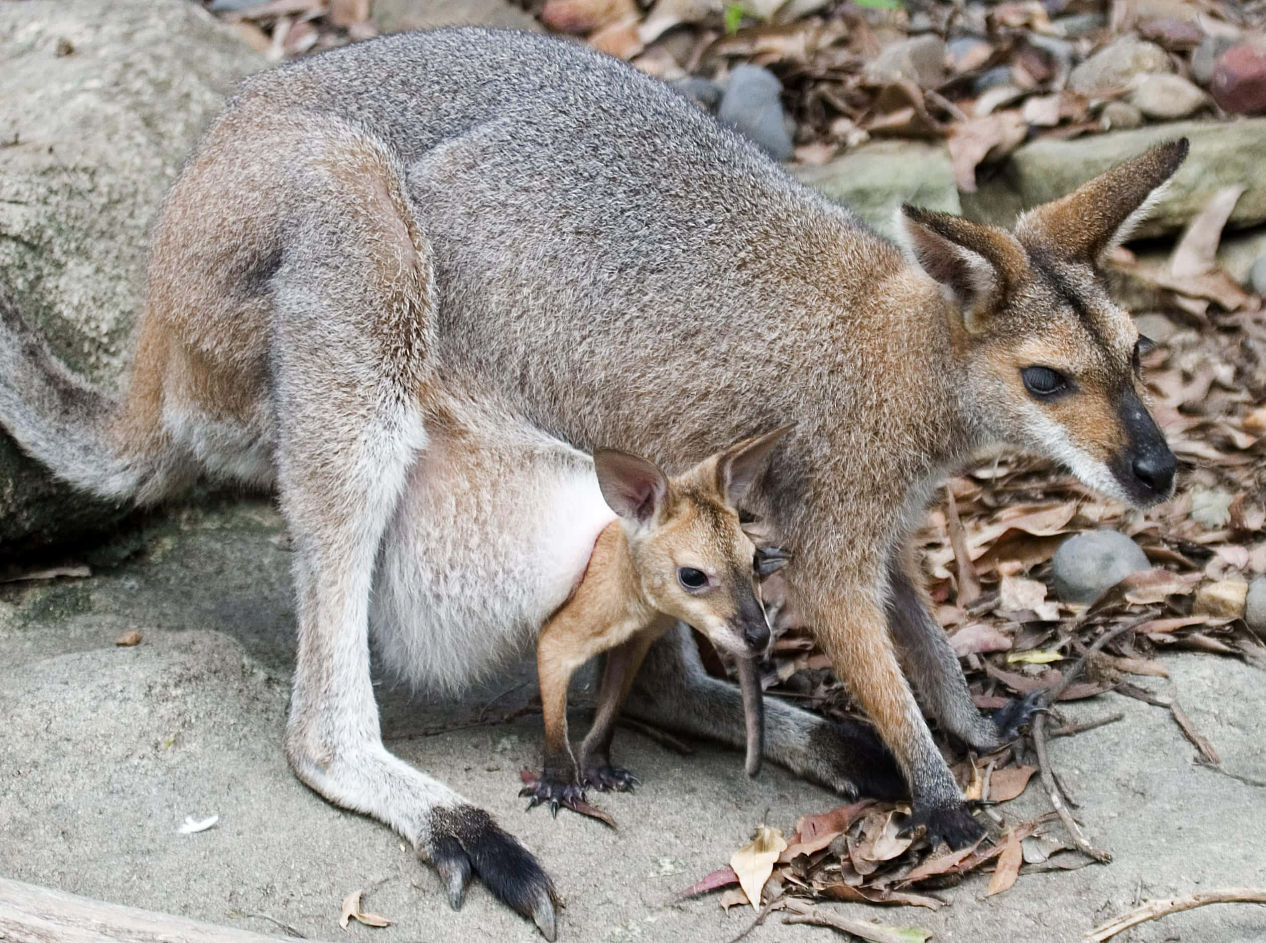 Wallaby, joey, rocky ground, Full HD Desktop Wallpaper