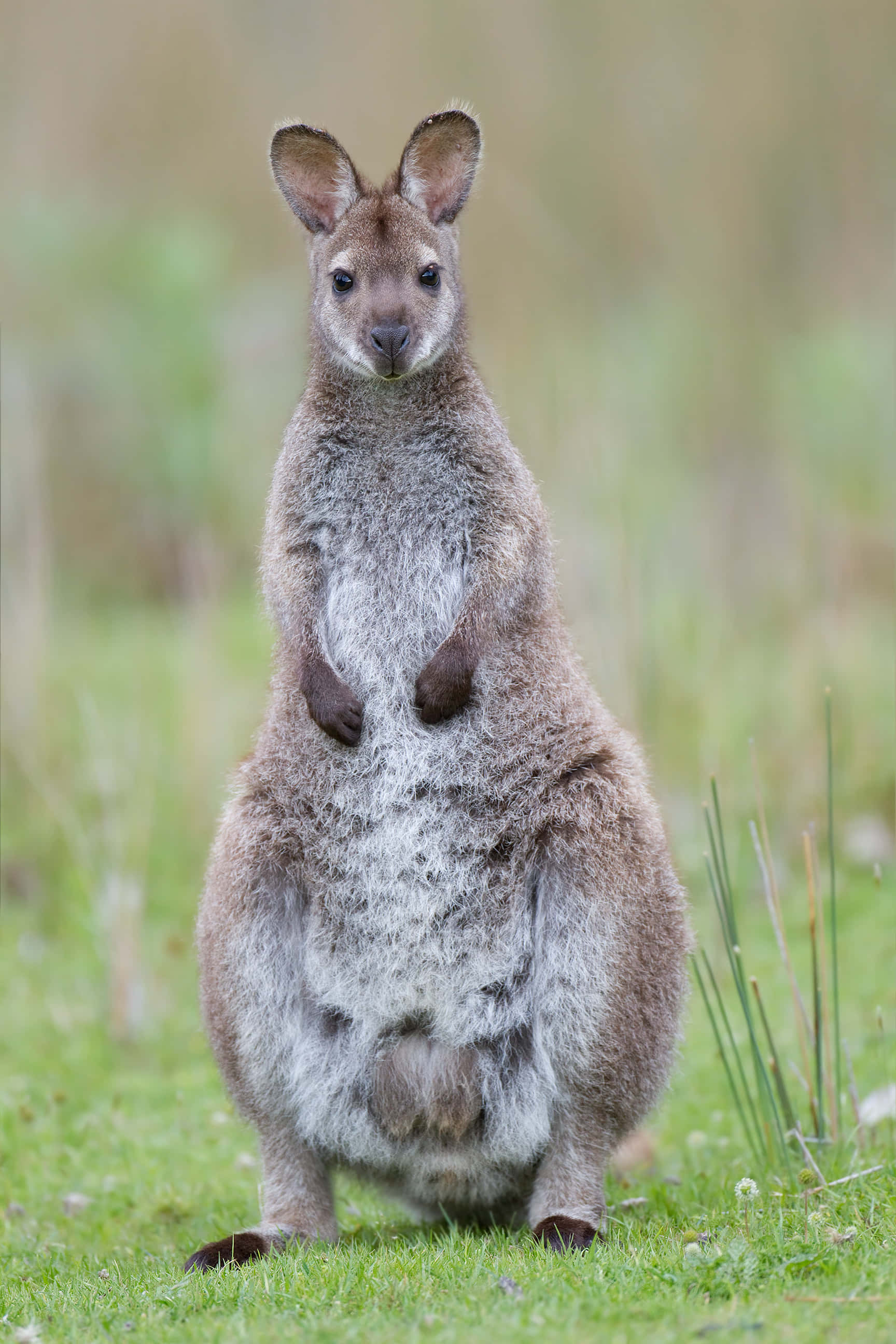 Wallaby, grassland, gray kangaroo, 2K Phone Wallpaper