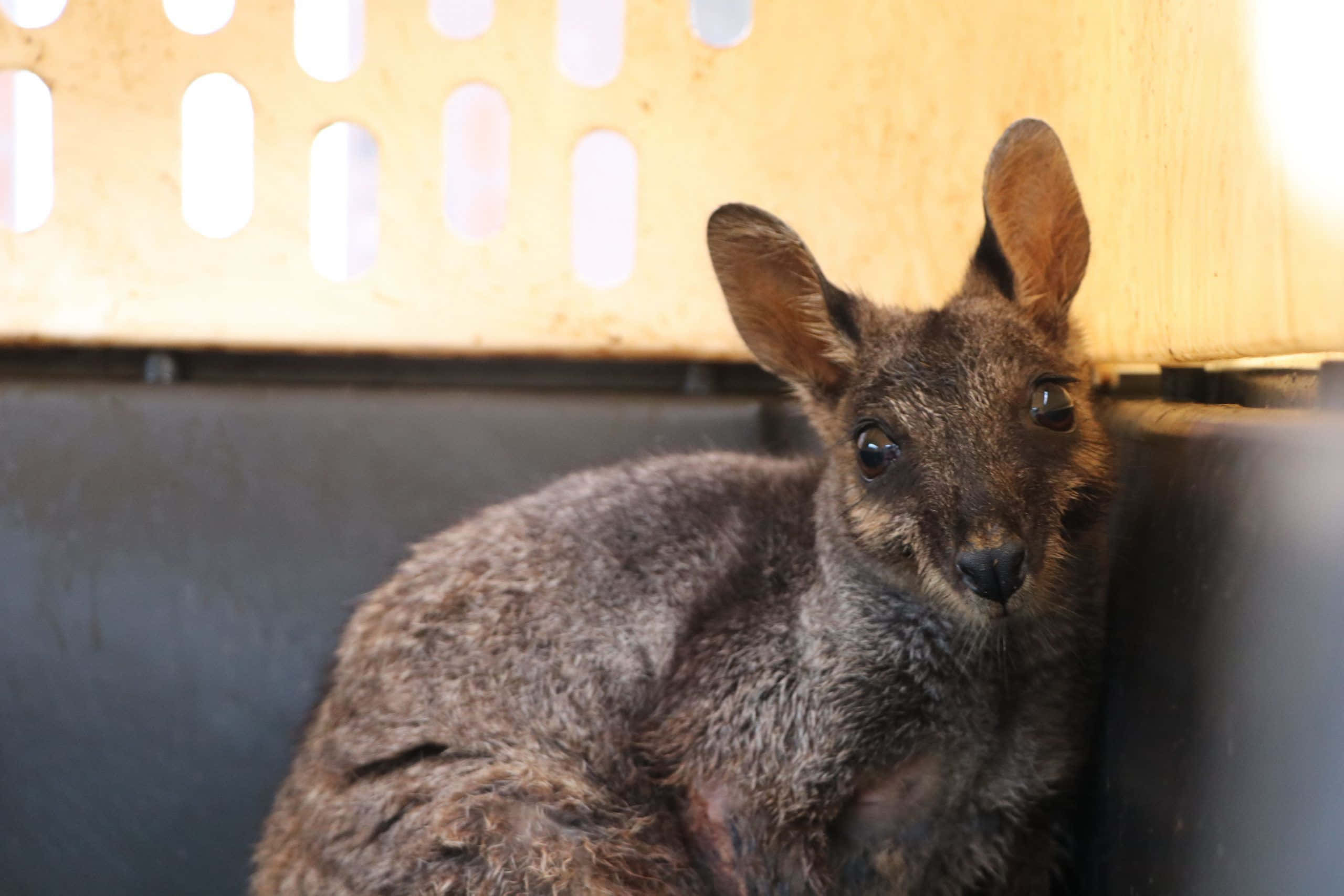 wallaby, transport crate, light wooden slats, 2K Desktop Wallpaper