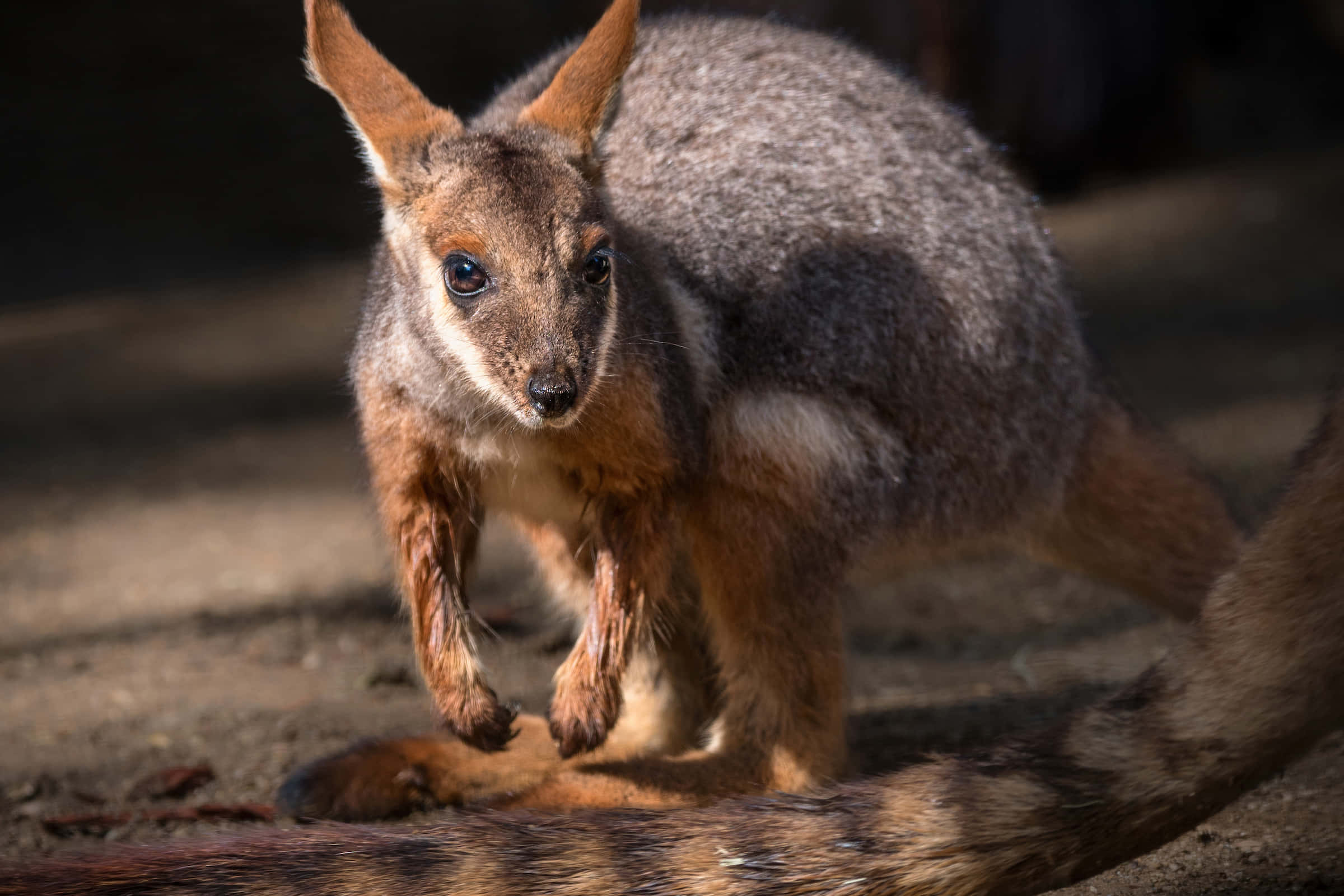 wallaby, sunlight, gray and brown, Full HD Desktop Wallpaper