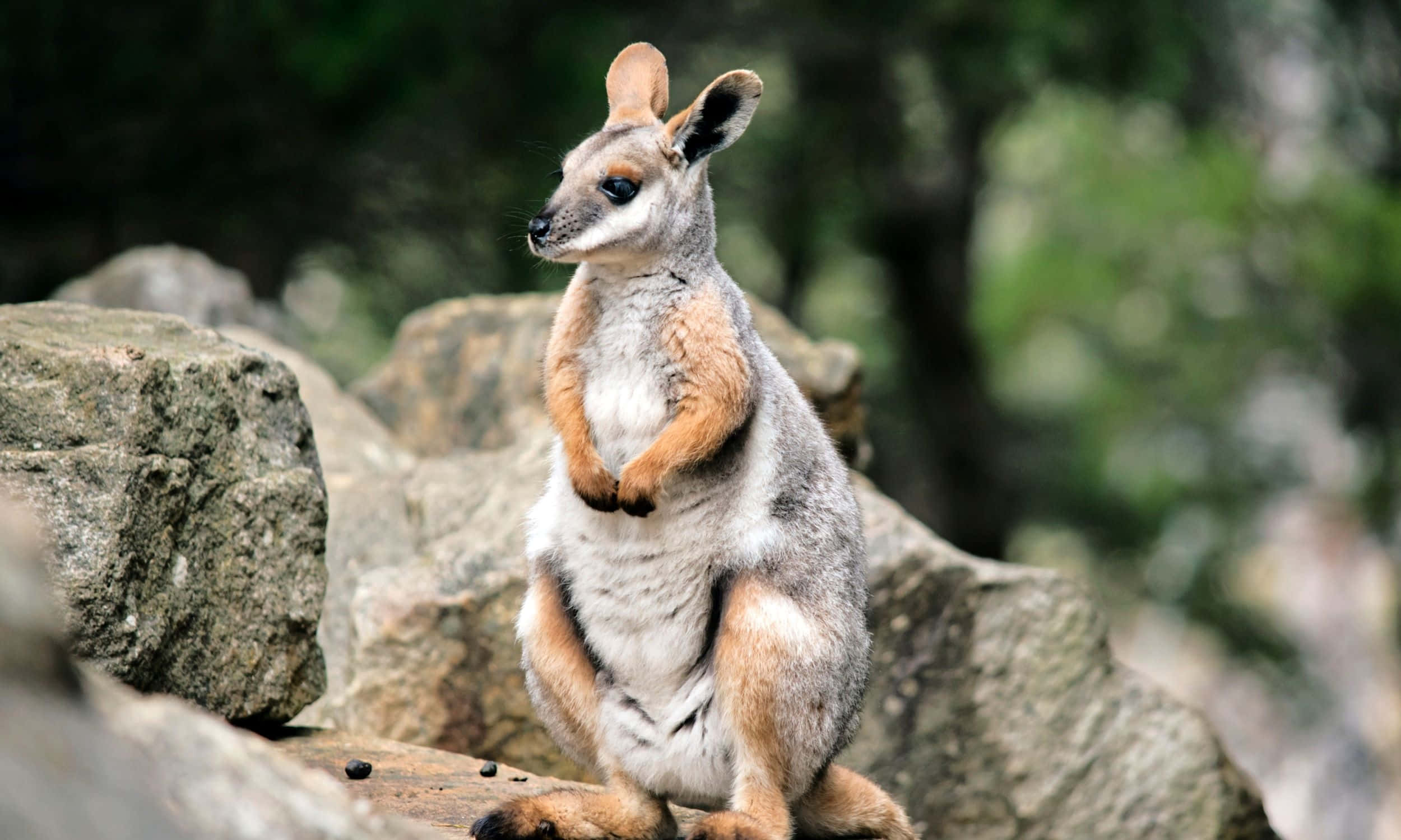 Wallaby, rocks, green foliage, Full HD Desktop Wallpaper