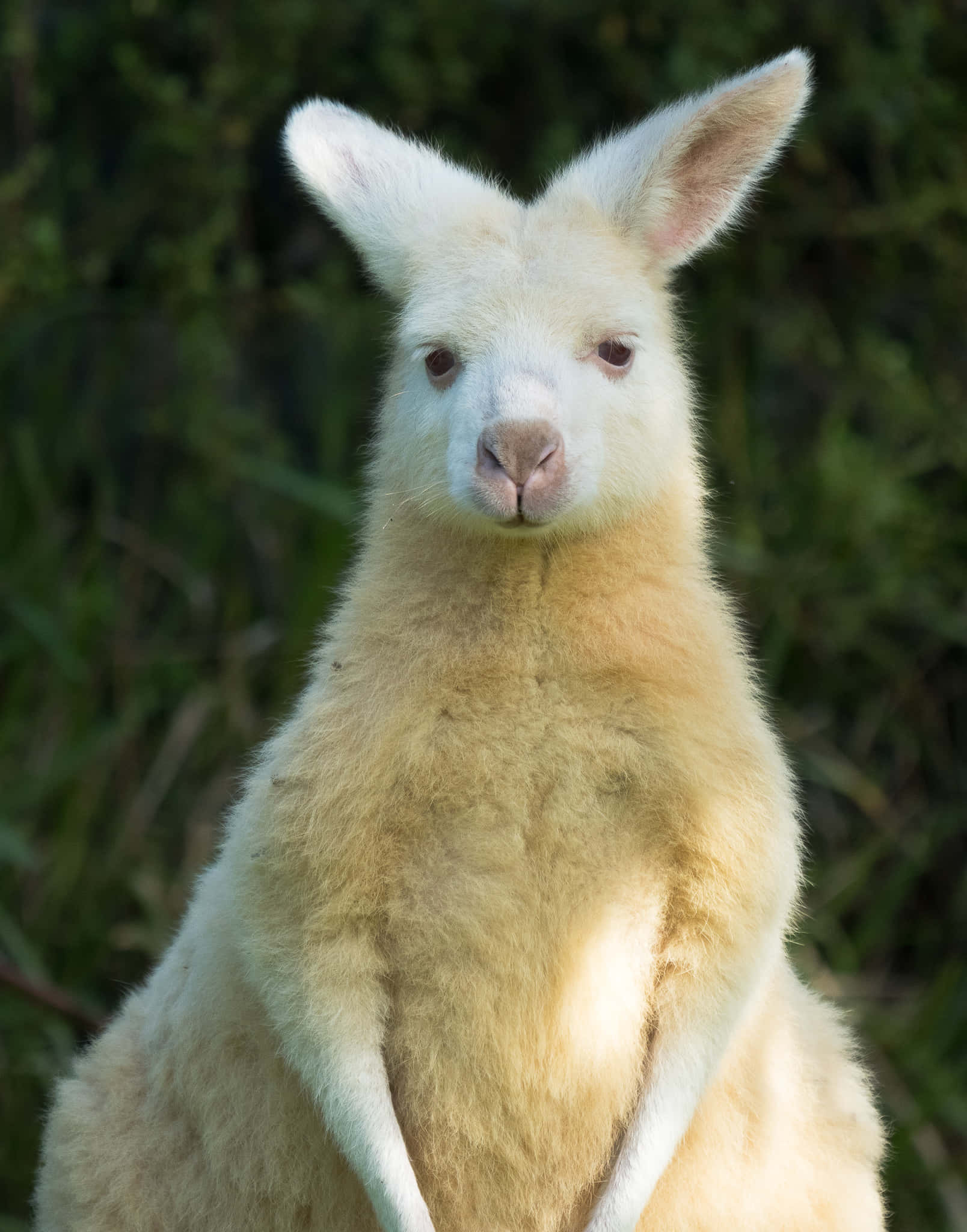 albino wallaby, white, kangaroo, Full HD Phone Wallpaper