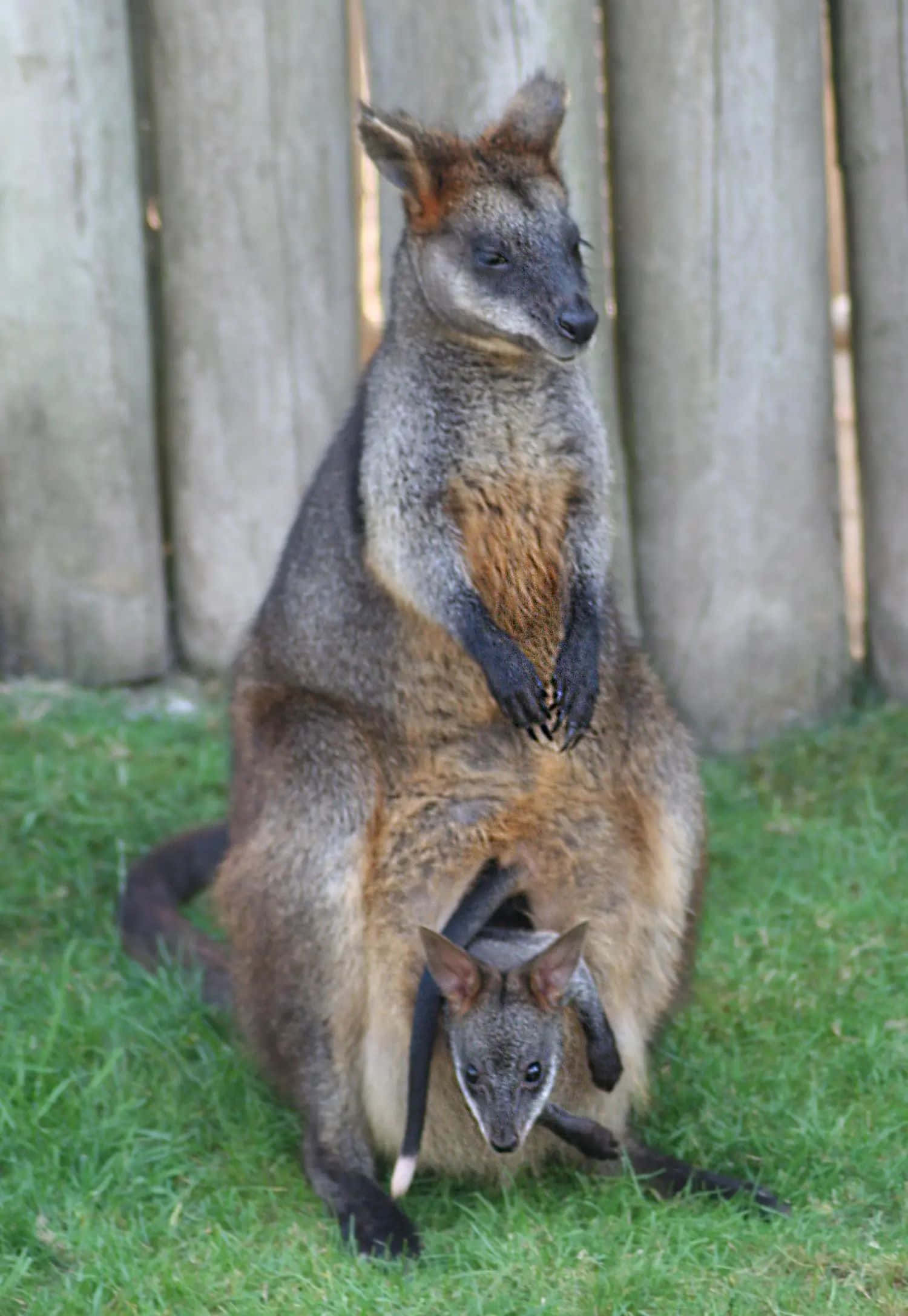 Wallaby, mother and joey, grass, Full HD Phone Wallpaper