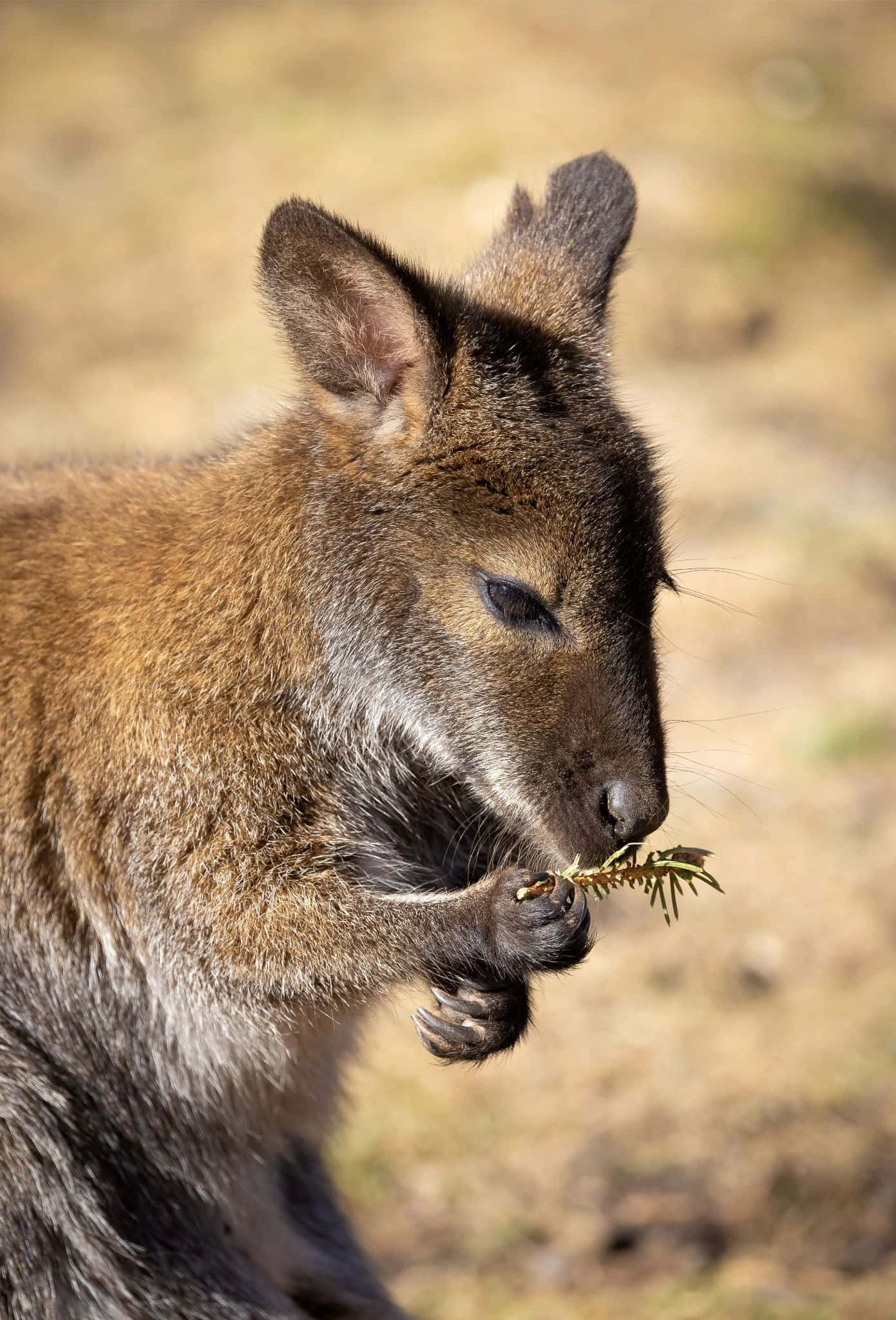 Wallaby, brown fur, green foliage, Full HD Phone Wallpaper