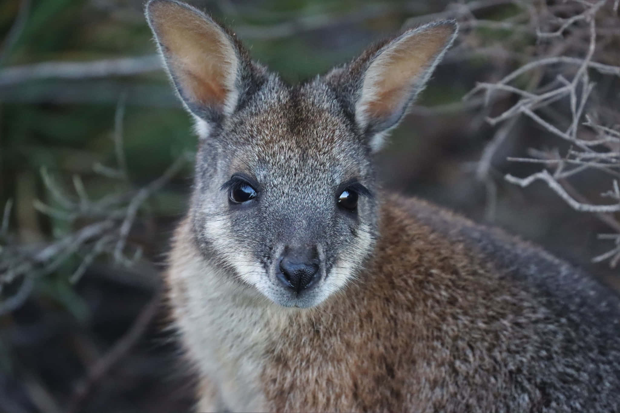 wallaby, gray-brown, large ears, Full HD Desktop Wallpaper