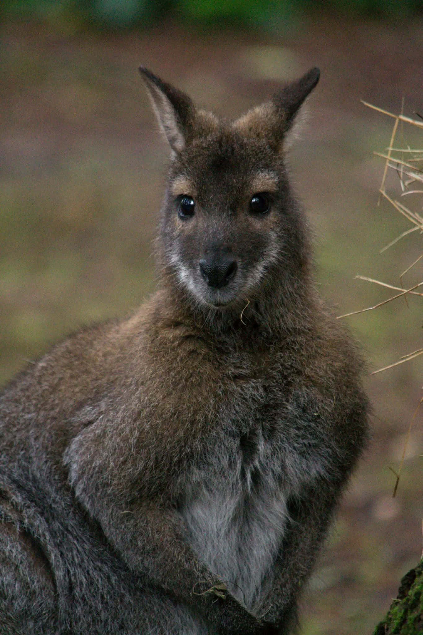Wallaby, brown, large ears, Full HD Phone Wallpaper