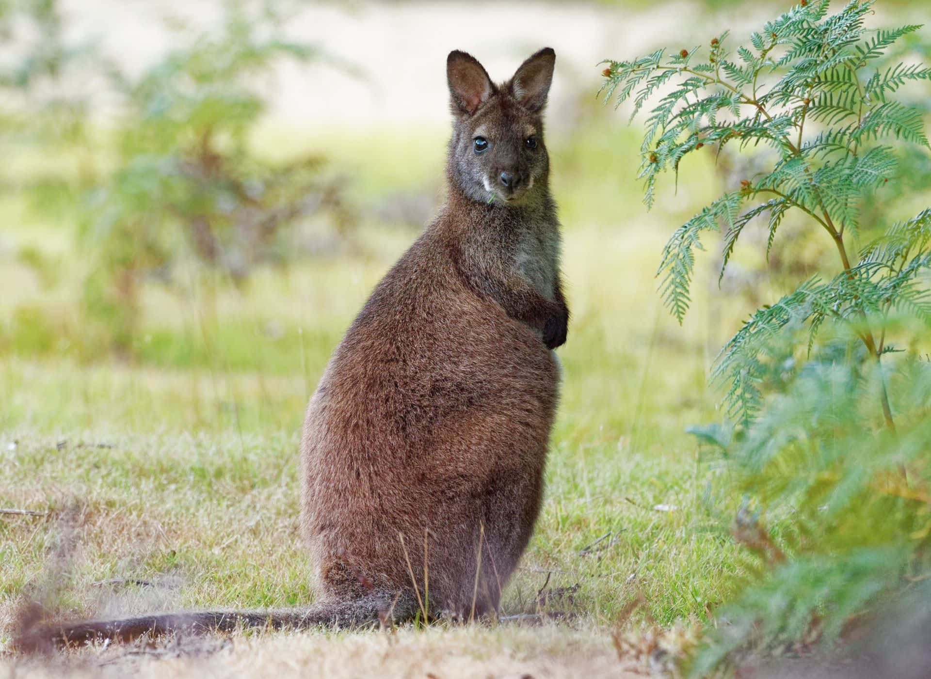 Wallaby, grassy field, ferns, Full HD Desktop Wallpaper
