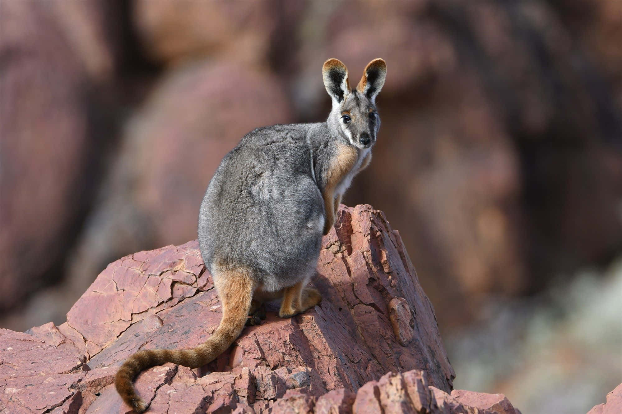 Wallaby, gray wallaby, orange underparts, Full HD Desktop Wallpaper