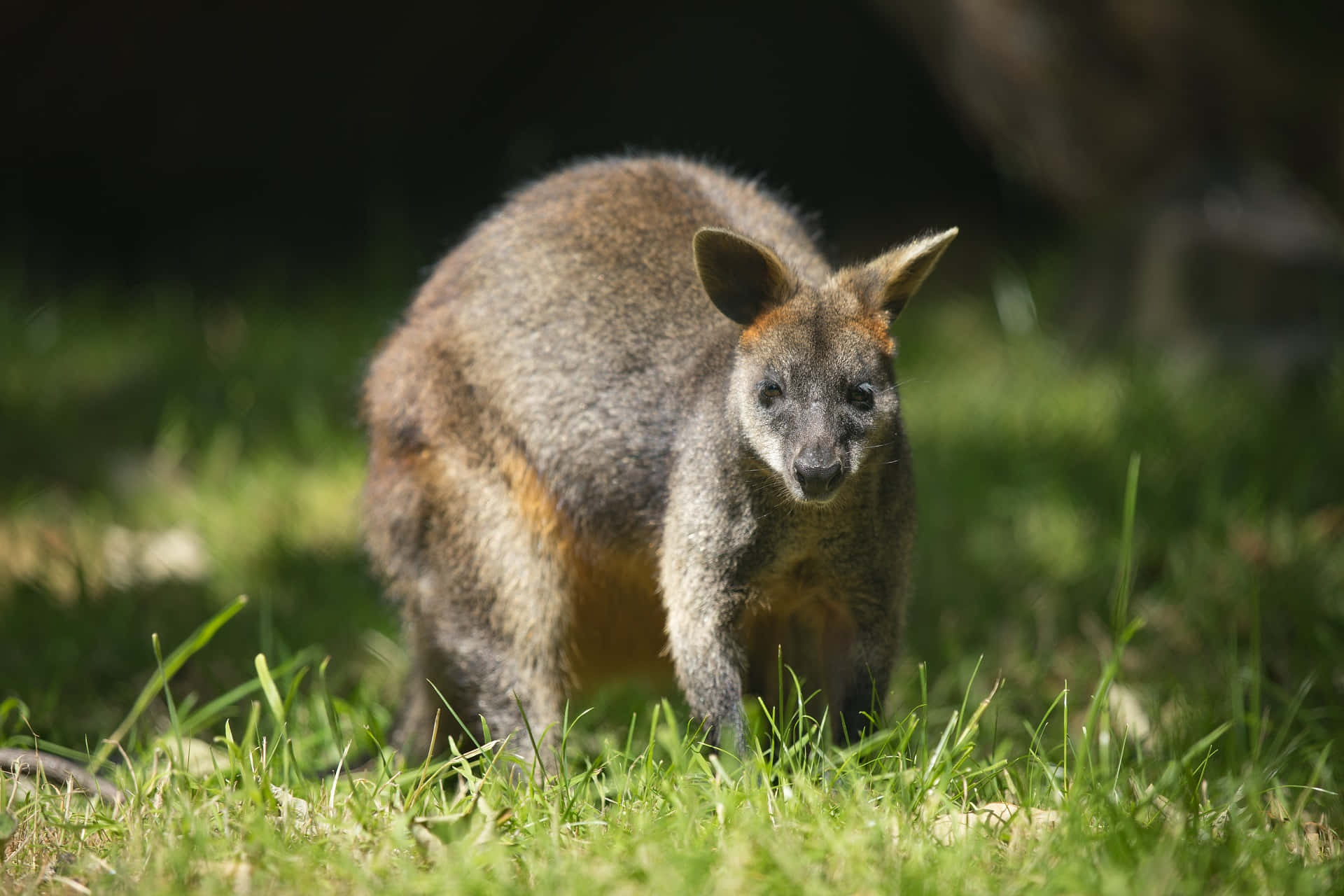 Wallaby, natural habitat, sunlit green grass, Full HD Desktop Wallpaper